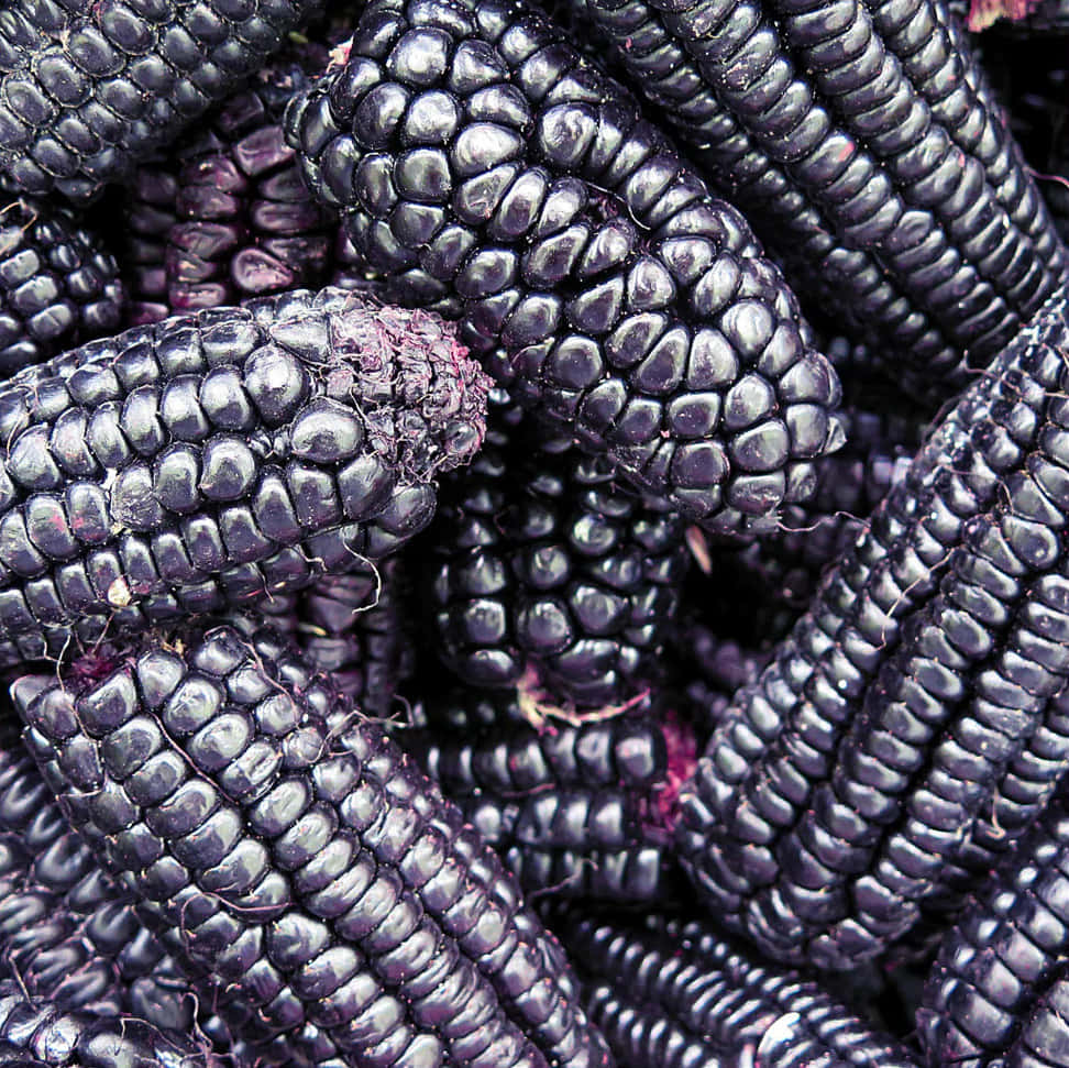Purple Corn, glossy black corn cobs, deep purple tints, SD Desktop Wallpaper