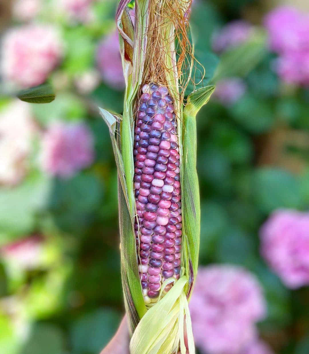 Purple Corn, vibrant purple corn cob, green husk, SD Phone Wallpaper
