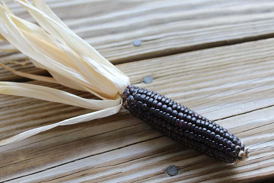 purple corn, dark purple corn, pale husks, SD Desktop Wallpaper