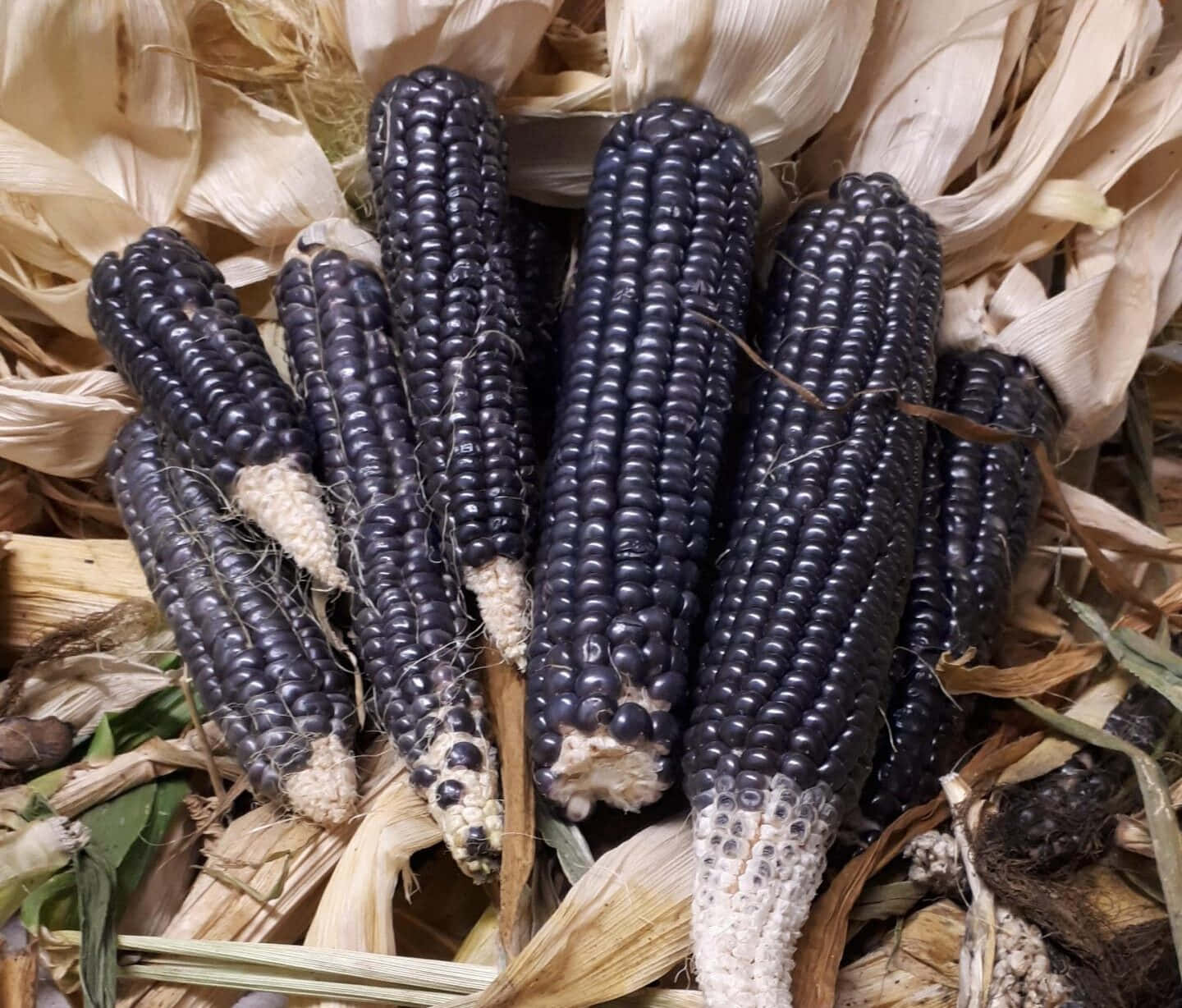 purple corn, glossy black corn cobs, dry pale husks, HD Desktop Wallpaper