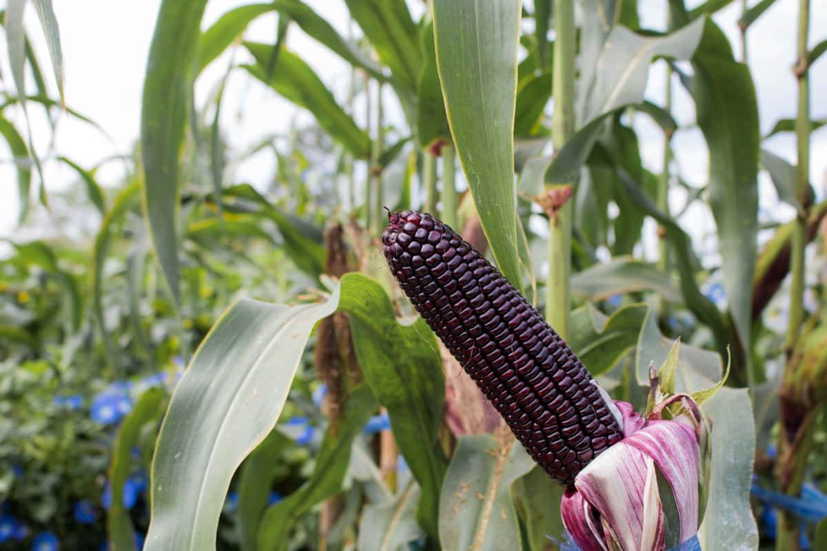Purple Corn, dark purple corn cob, vibrant green leaves, SD Desktop Wallpaper