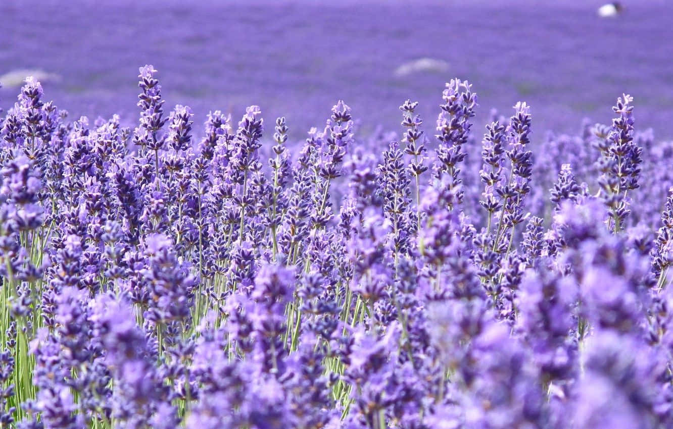 lavender purple, vibrant purple, sunlit field, HD Desktop Wallpaper