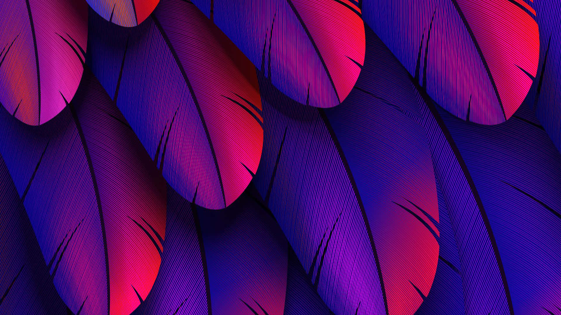 Purple Feathers, vibrant purple, magenta, Full HD Desktop Wallpaper