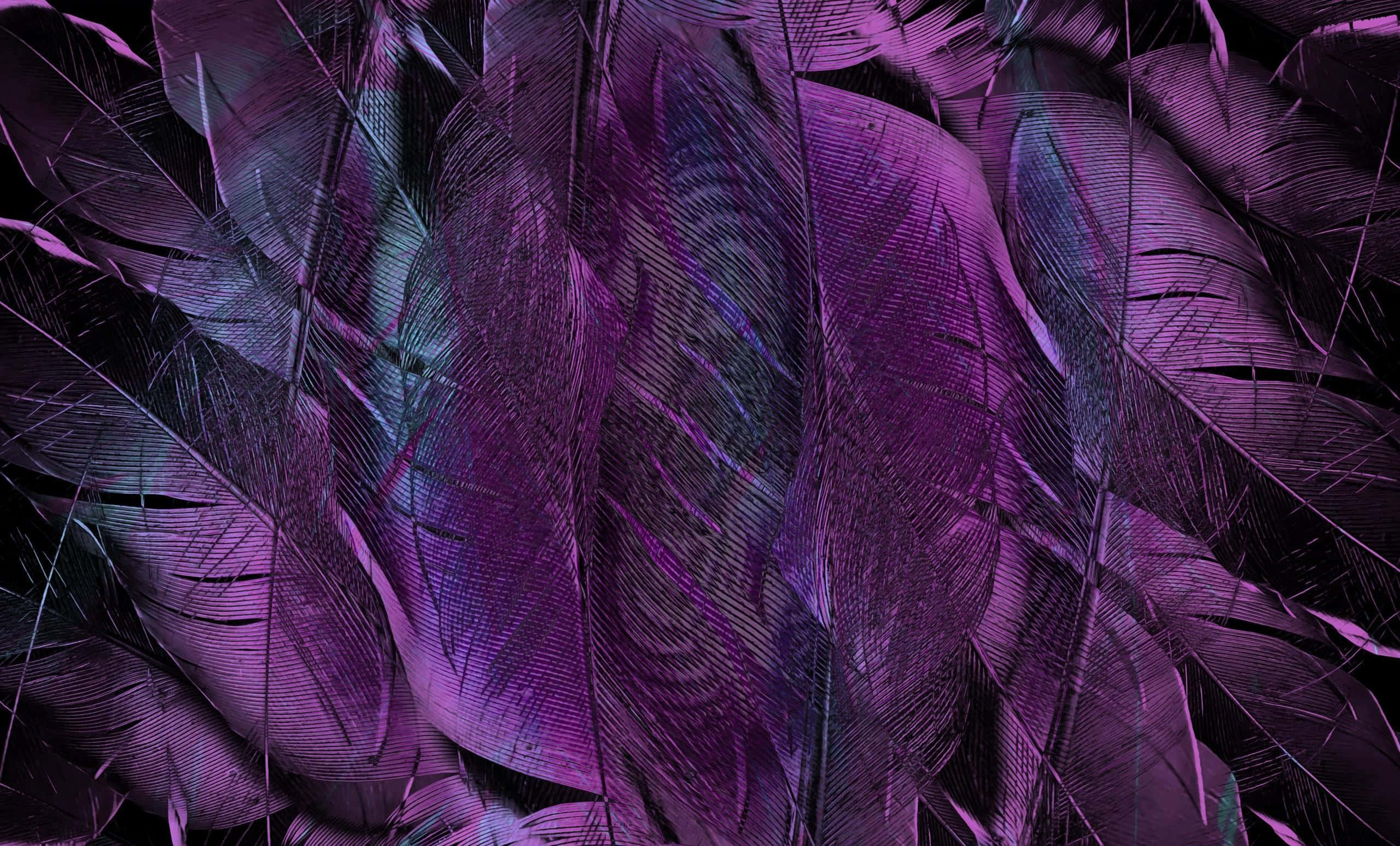 Purple Feathers, iridescent purple feathers, intricate barbs, 2K Desktop Wallpaper