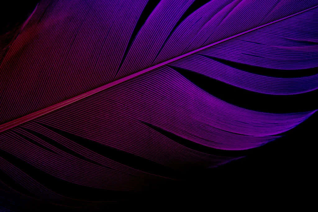 purple feathers, deep purple, magenta, SD Desktop Wallpaper