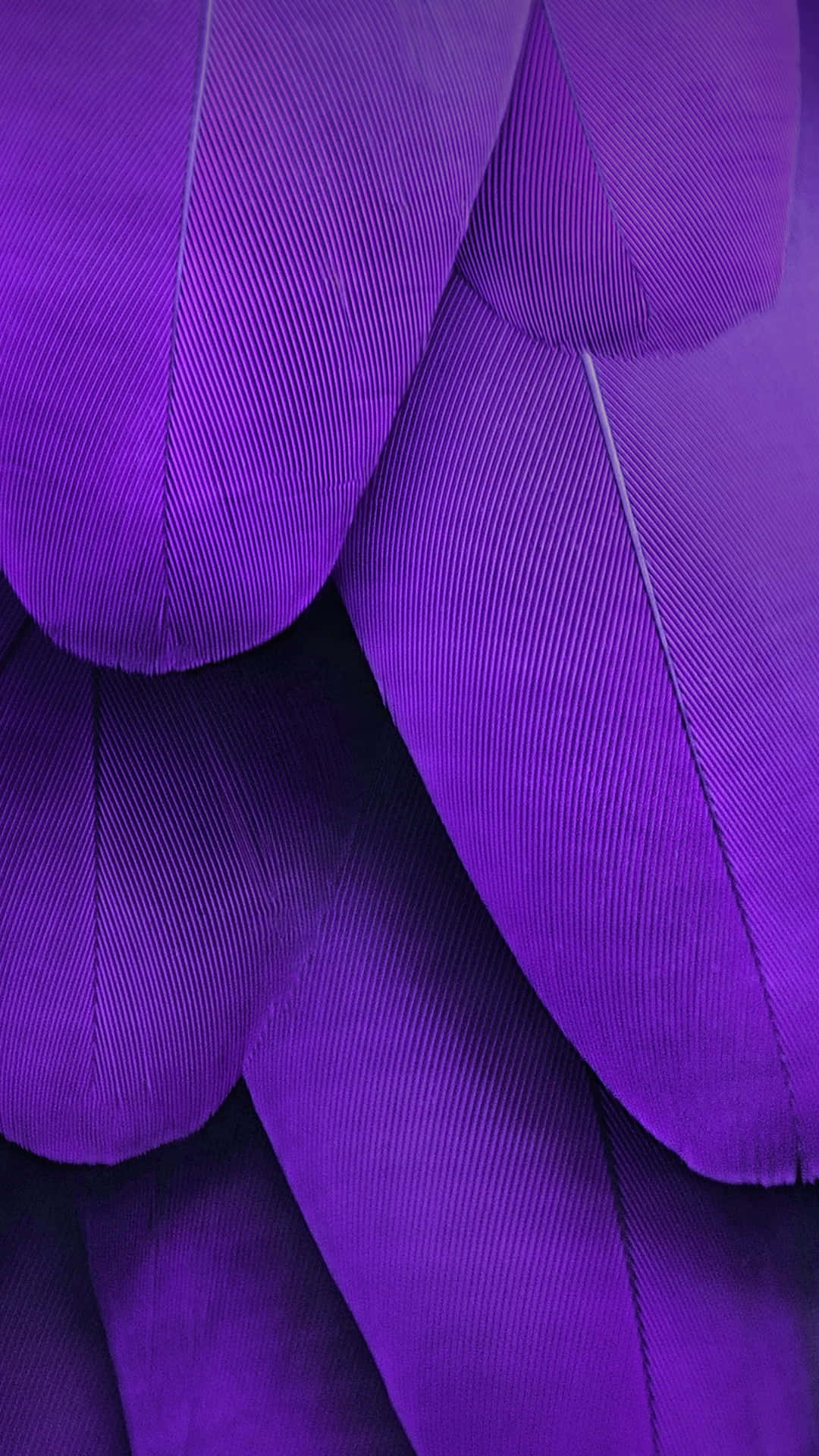 purple feathers, white background, rich purple feathers, Full HD Phone Wallpaper