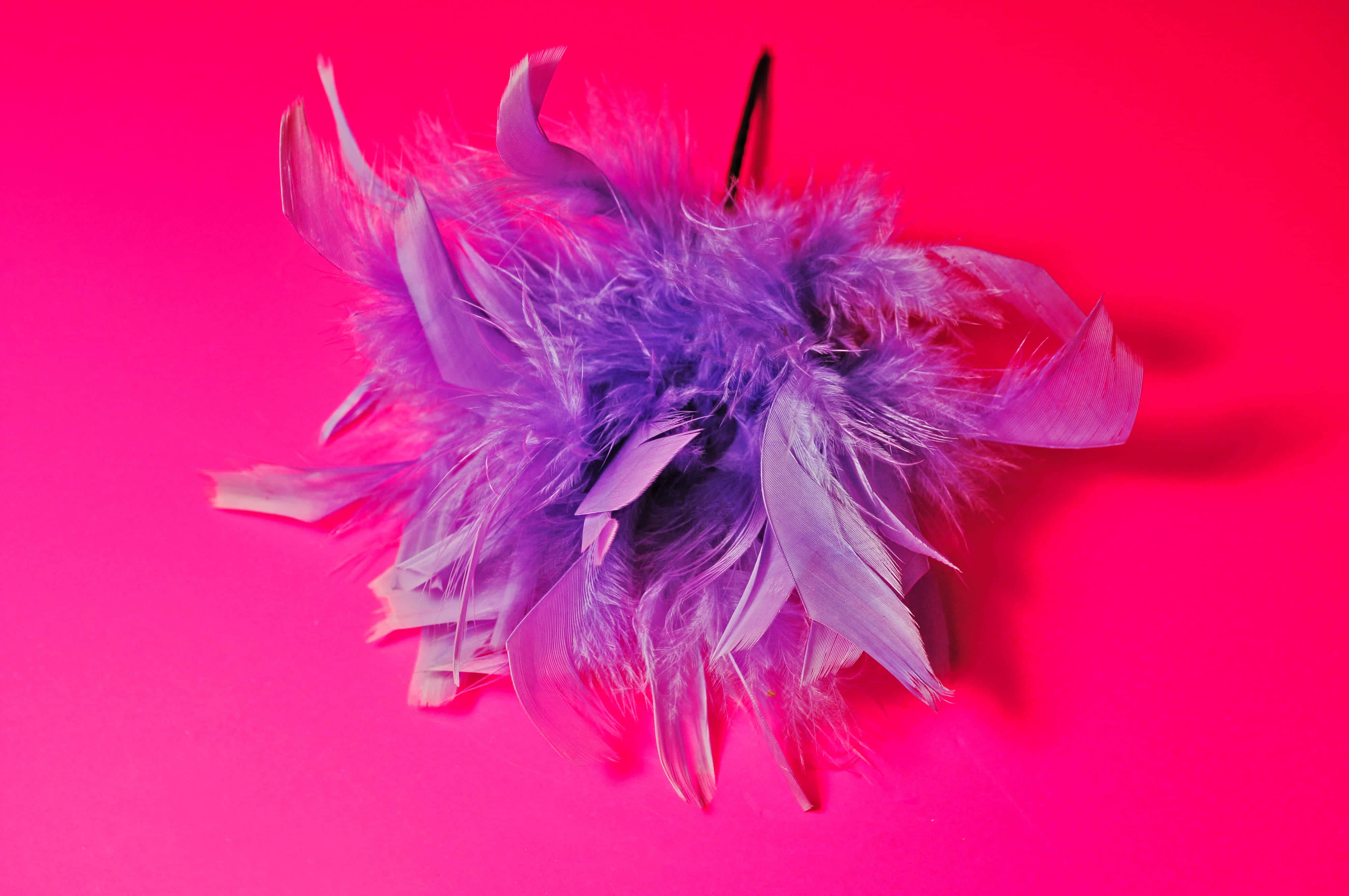 purple feathers, fluffy purple feather boa, vivid hot pink background, 4K Desktop Wallpaper