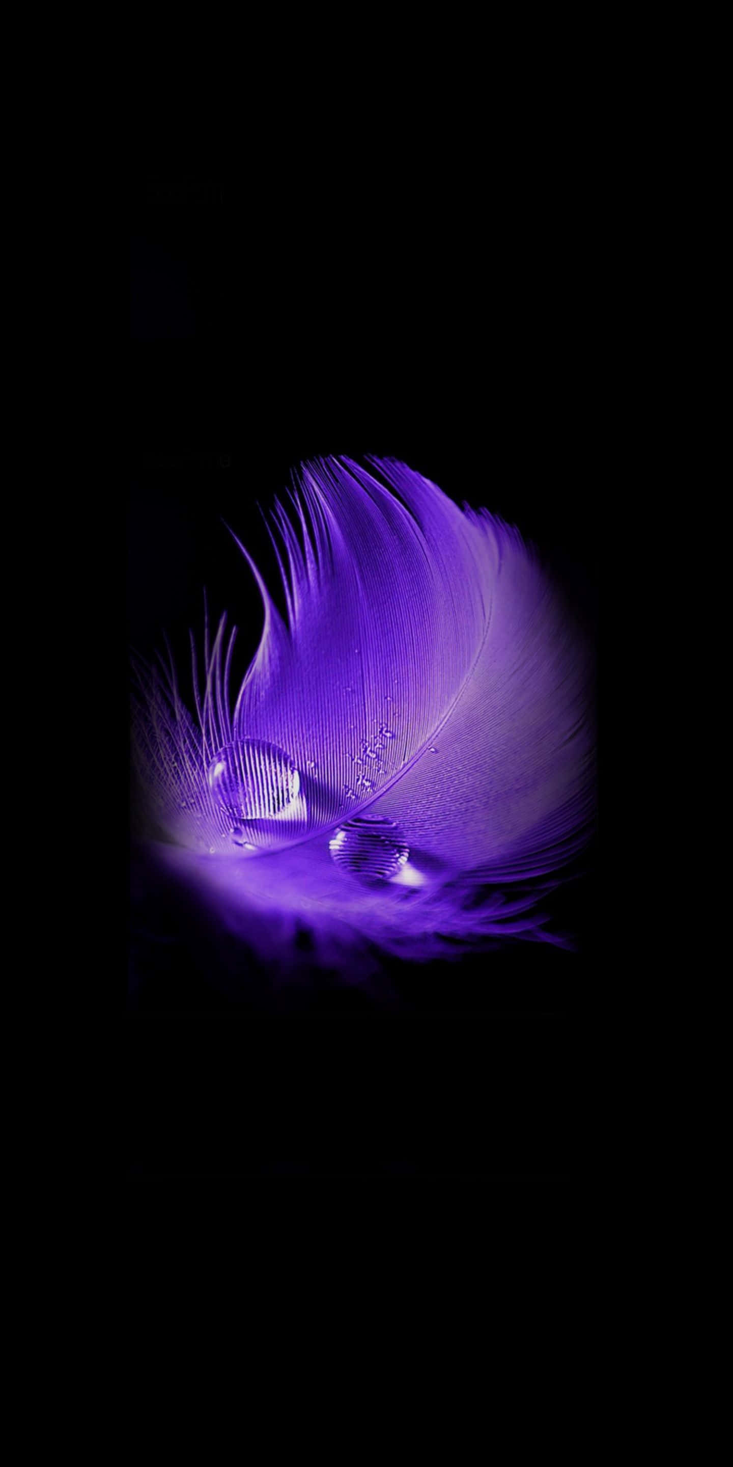 Purple Feathers, glowing purple feather, dewdrops, 2K Phone Wallpaper