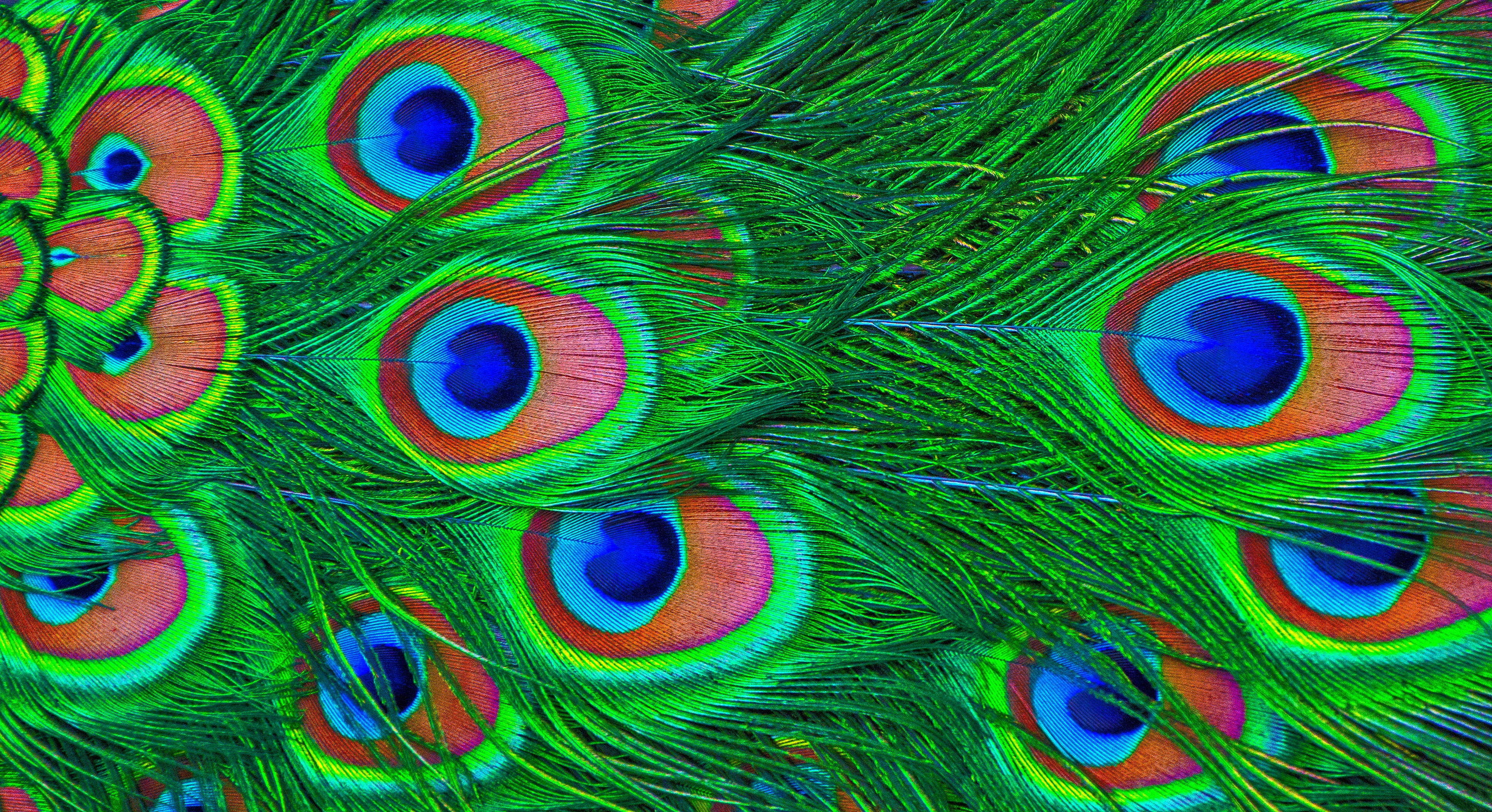psychedelic peacock feather, iridescent green blue, orange eye patterns, 4K Desktop Wallpaper