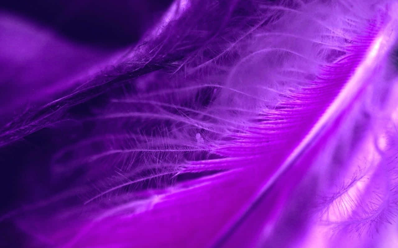 Purple Feathers, soft purple feather, delicate barbs, HD Desktop Wallpaper