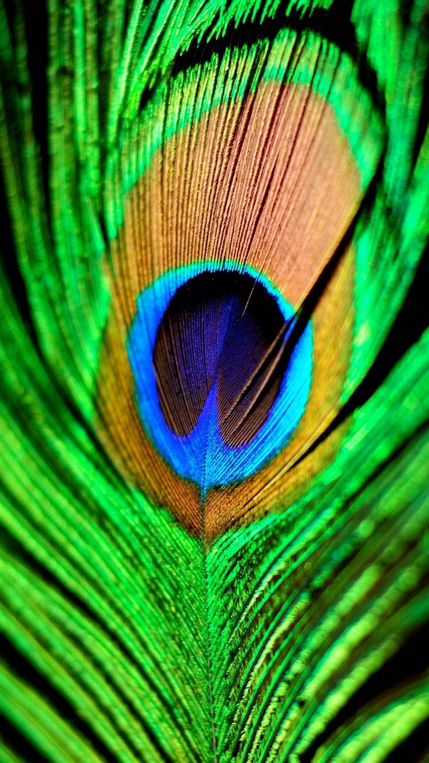 peacock feather, green blue, gold iridescent, 2K Phone Wallpaper