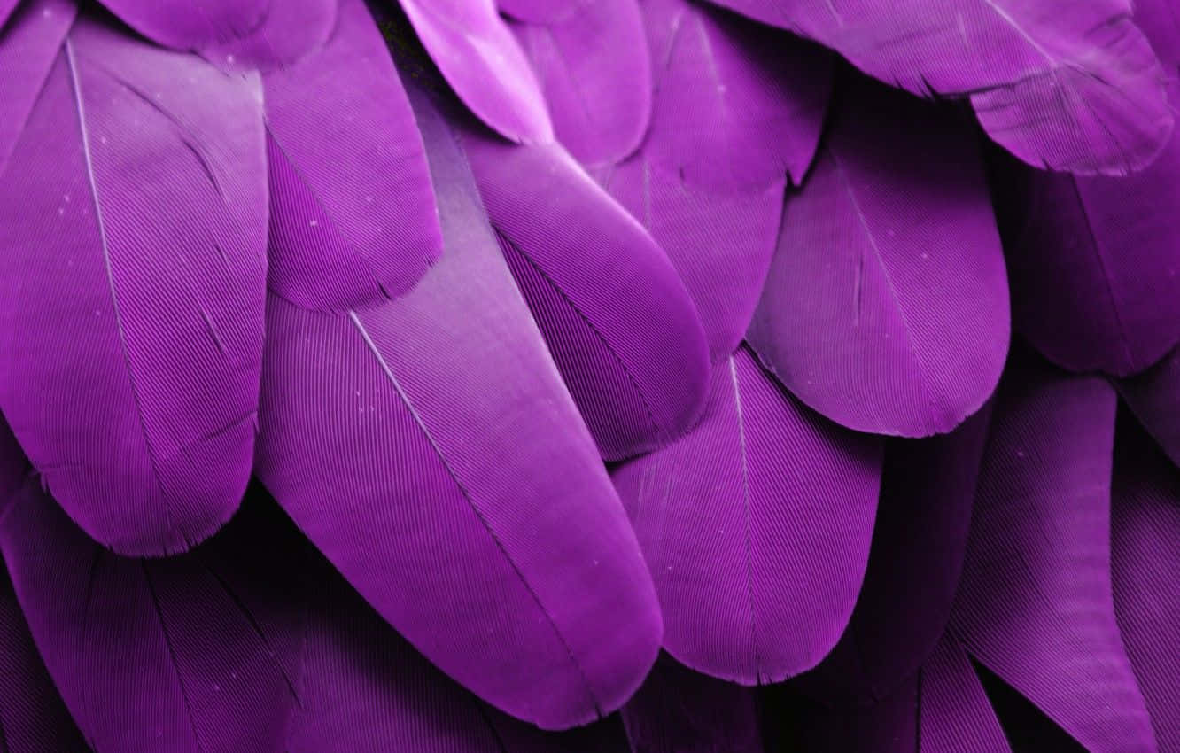 Purple Feathers, vibrant purple, feathers, HD Desktop Wallpaper