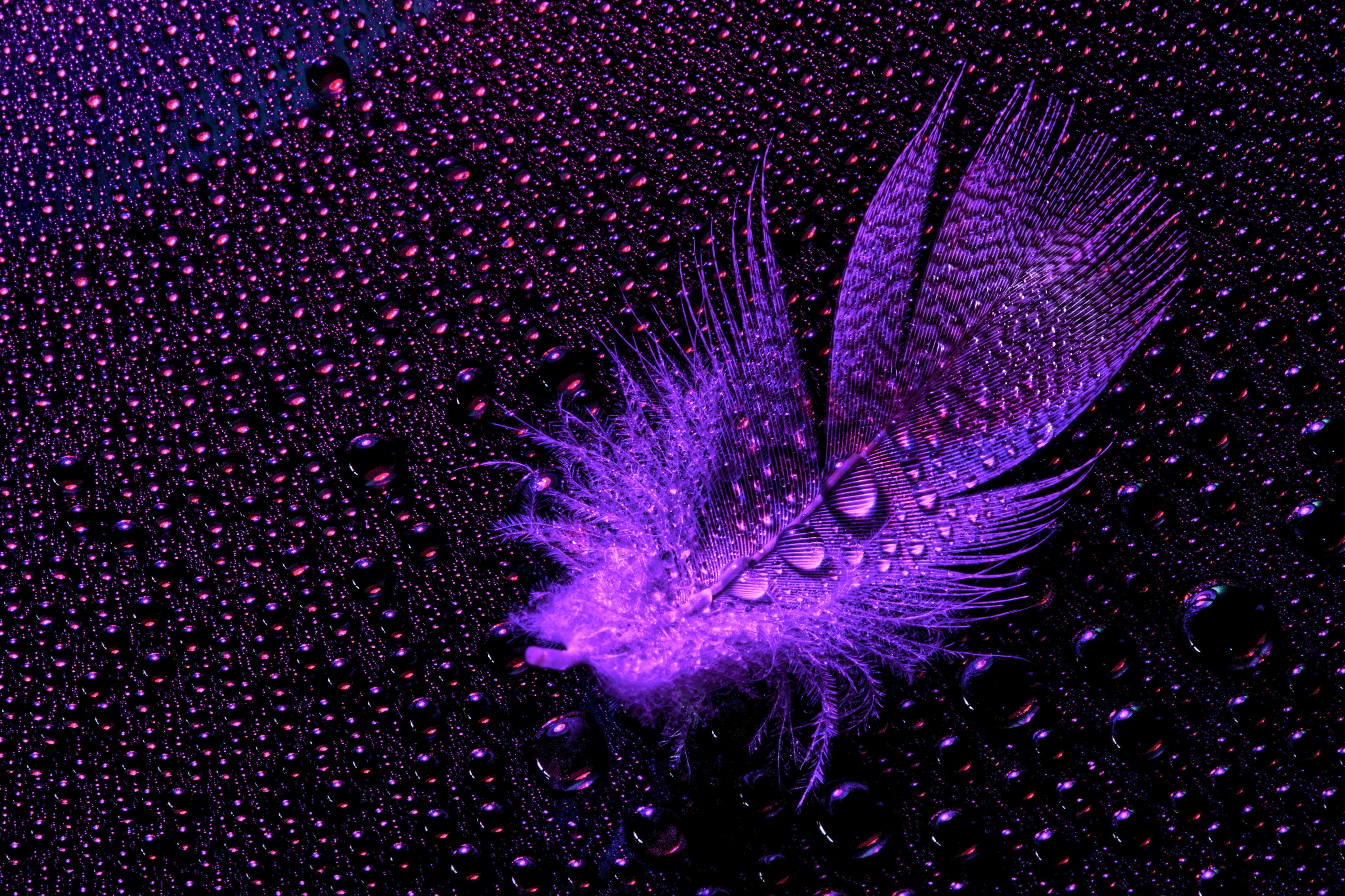 Purple Feathers, vibrant purple feathers, dark surface, 5K Desktop Wallpaper