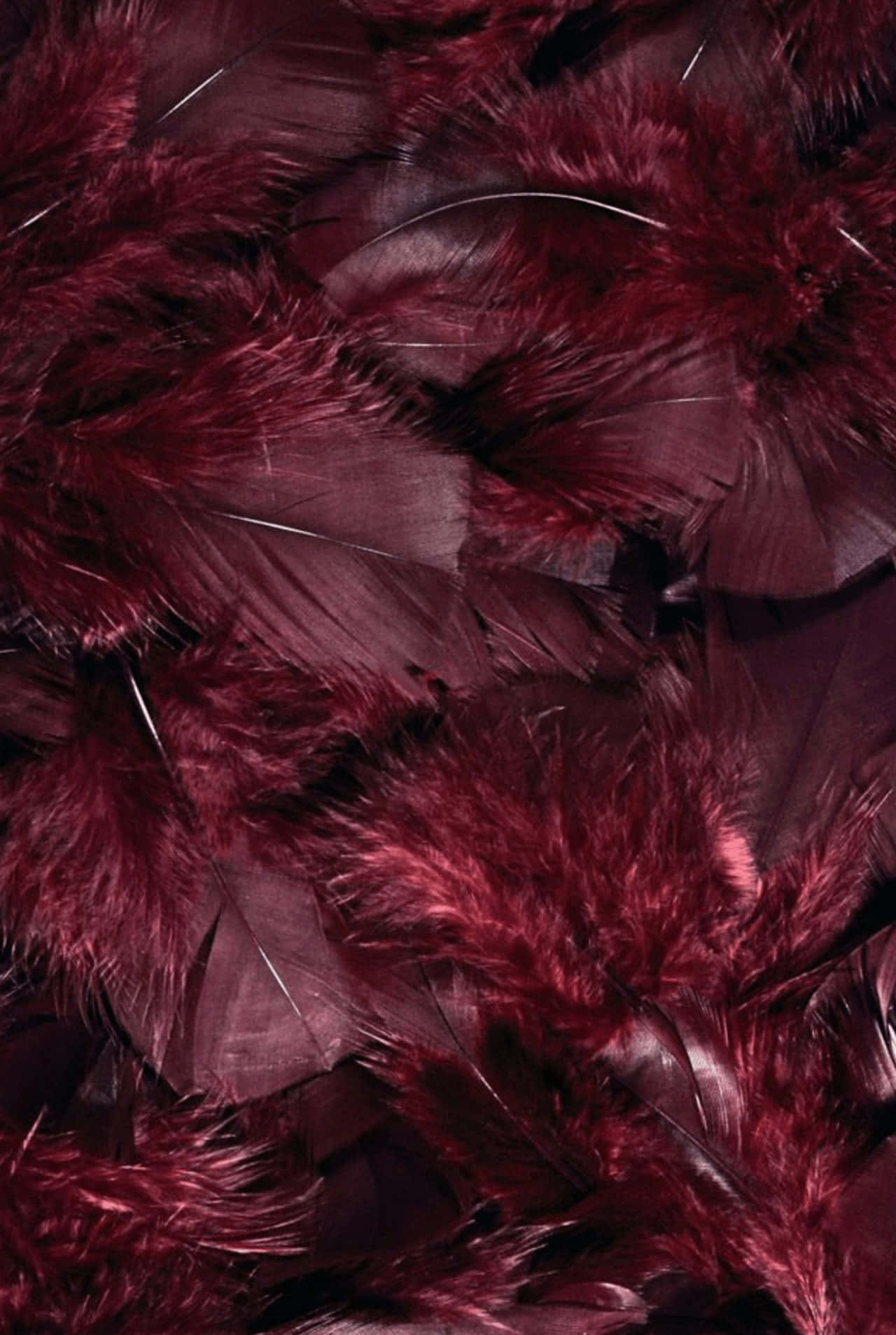 burgundy feathers, dark shadows, subtle silver barbs, HD Phone Wallpaper