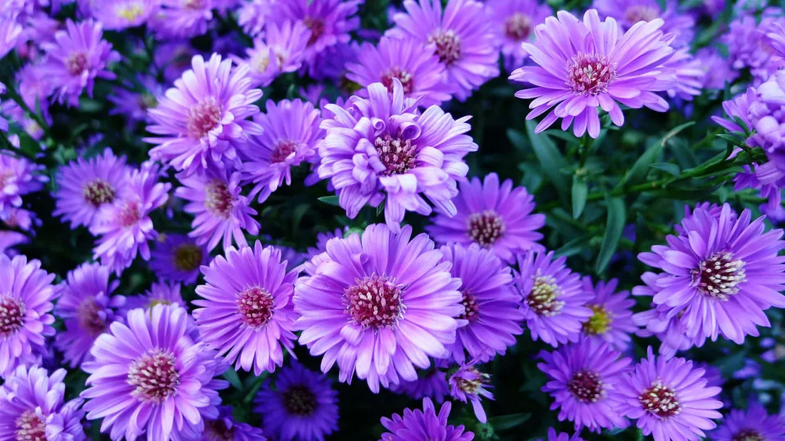 Purple Floral