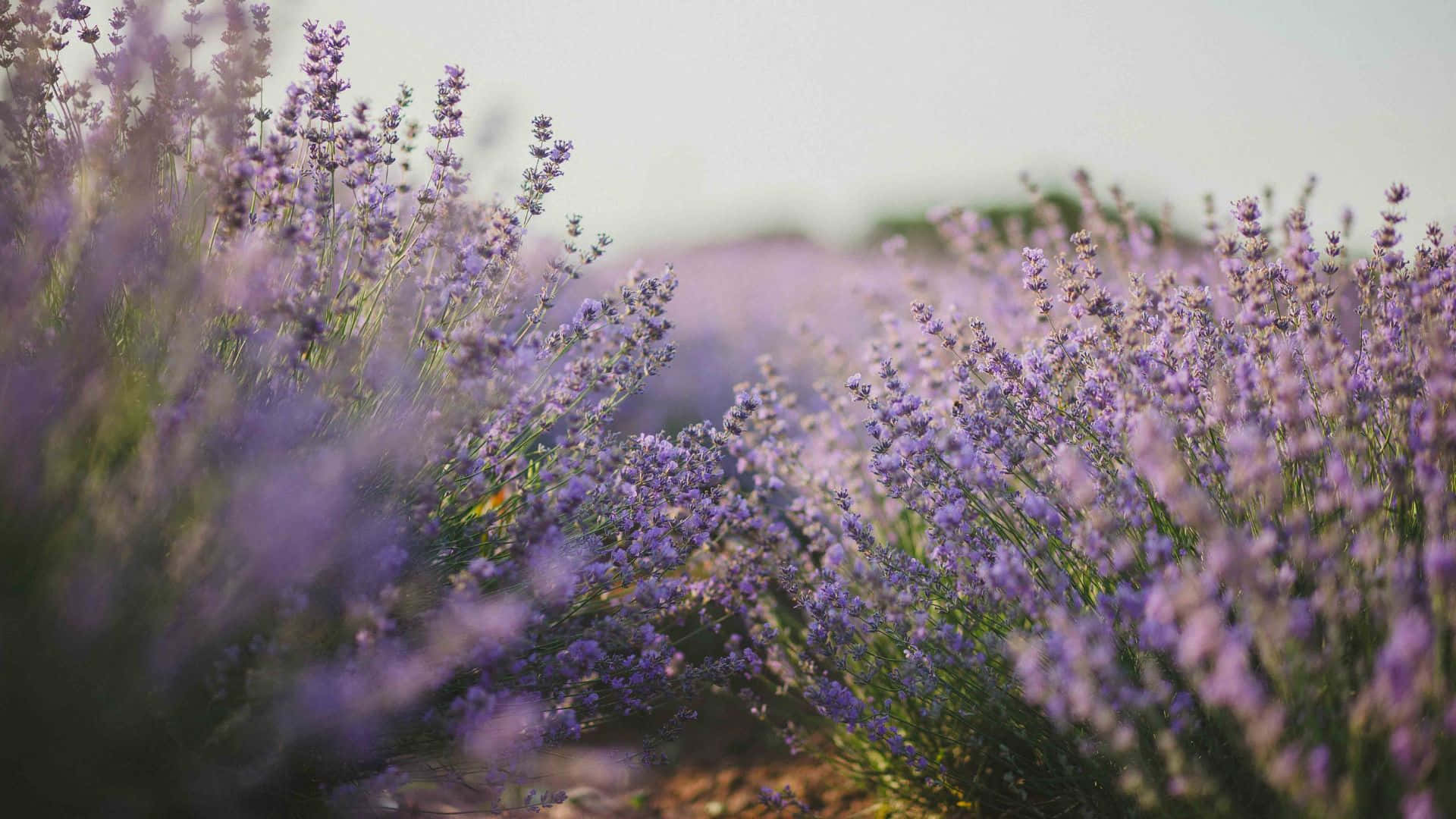 Purple Floral, lavender field, lavender blooms, Full HD Desktop Wallpaper