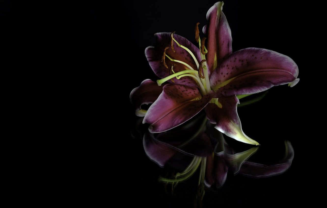 Purple Lily Flower, deep purple lily, speckled petals, HD Desktop Wallpaper