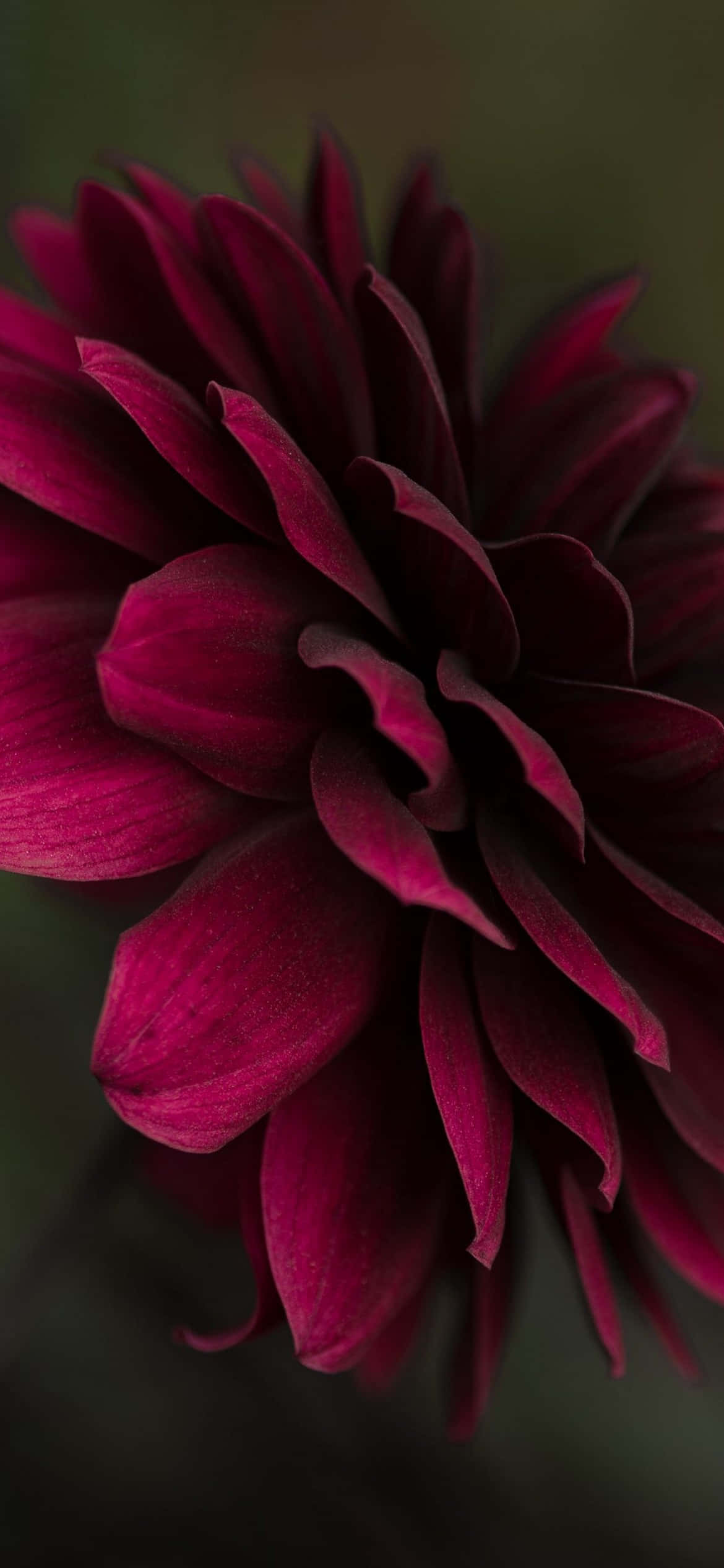 burgundy flower, deep burgundy dahlia, velvety petals, Full HD Phone Wallpaper