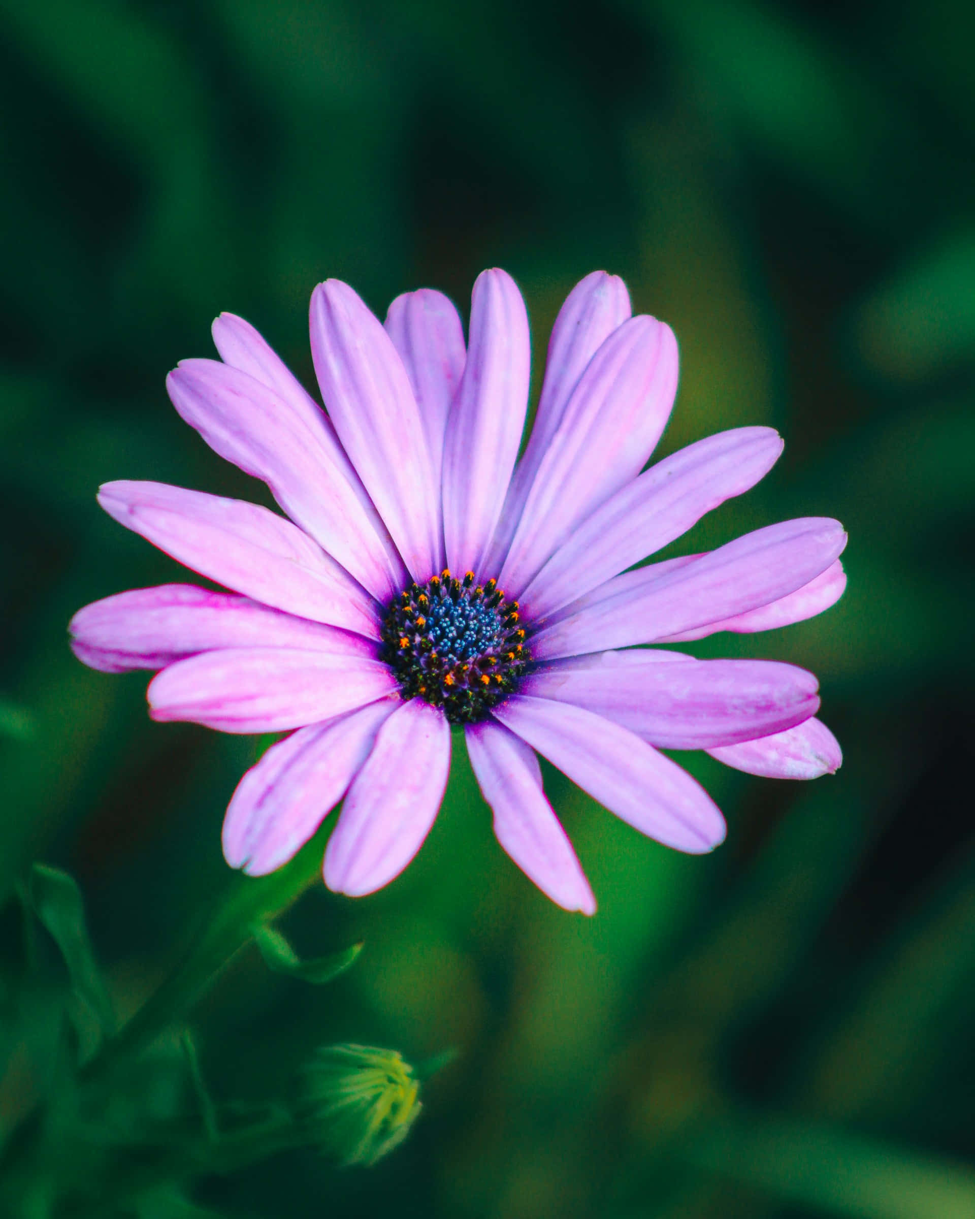 vibrant purple daisy flower, delicate petals, dark center, Full HD Phone Wallpaper