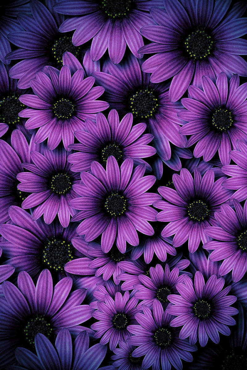Purple Daisies, aesthetic purple flower, vibrant purple, SD Phone Wallpaper