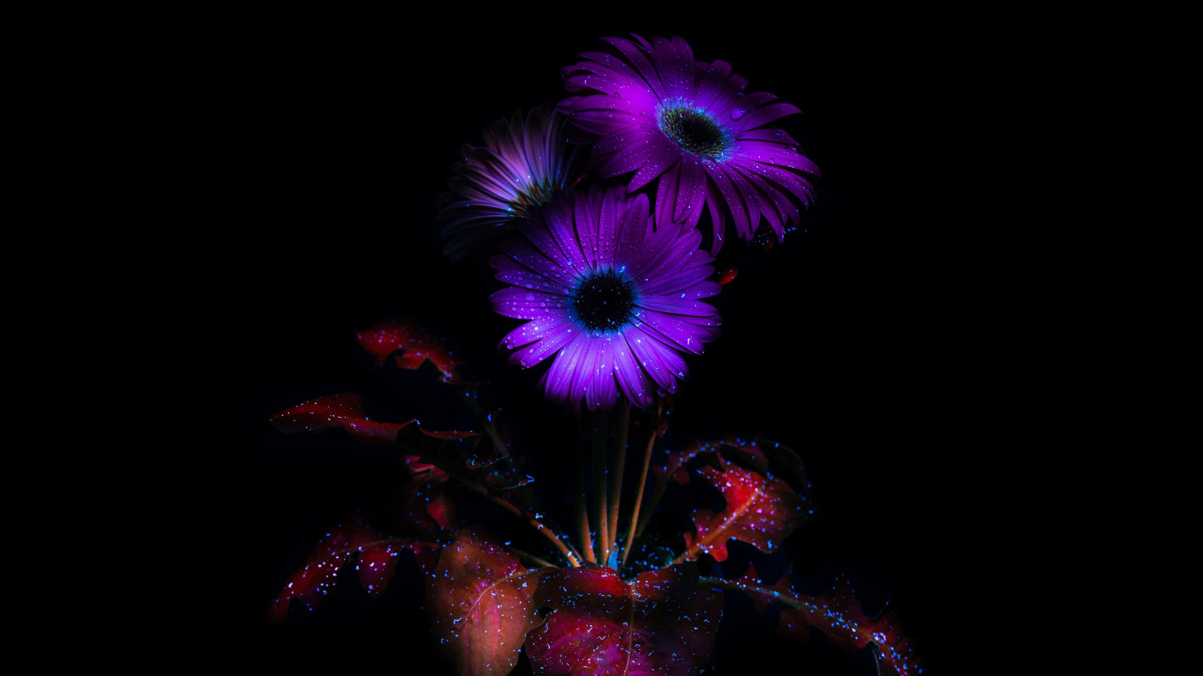 vibrant purple flowers, glowing blue centers, dewdrops, 4K Desktop Wallpaper