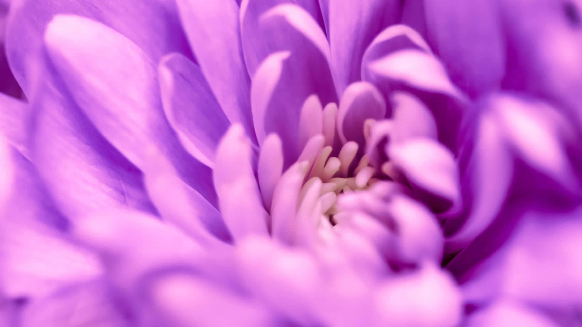 Purple Floral, soft purple flower, blurred petals, Full HD Desktop Wallpaper