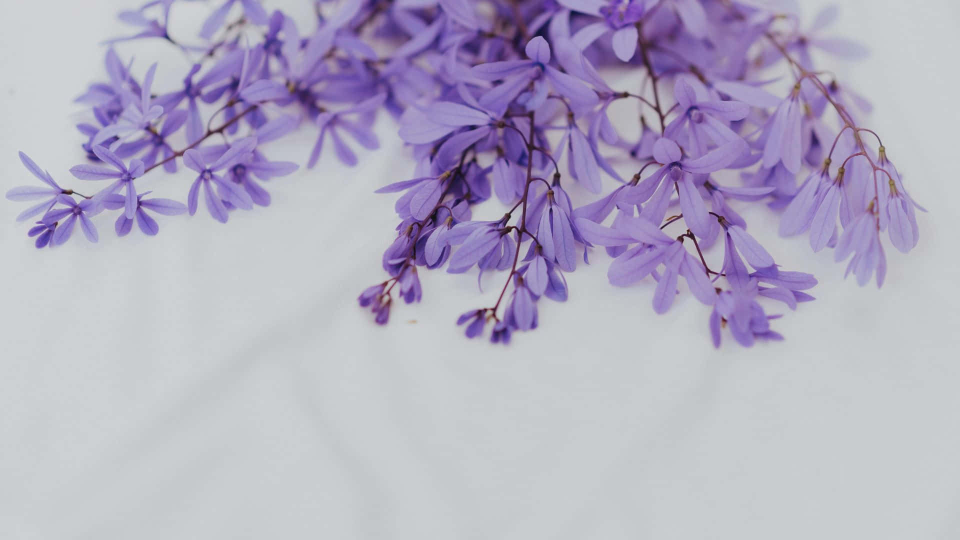 delicate purple floral branches, light purple flowers, slender petals, Full HD Desktop Wallpaper