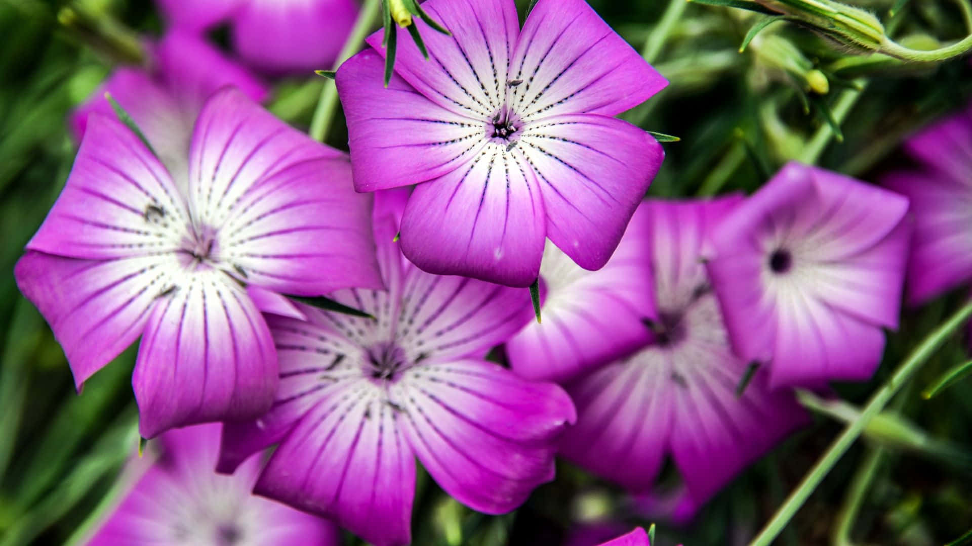 Purple Floral, vibrant purple flowers, white centers, Full HD Desktop Wallpaper