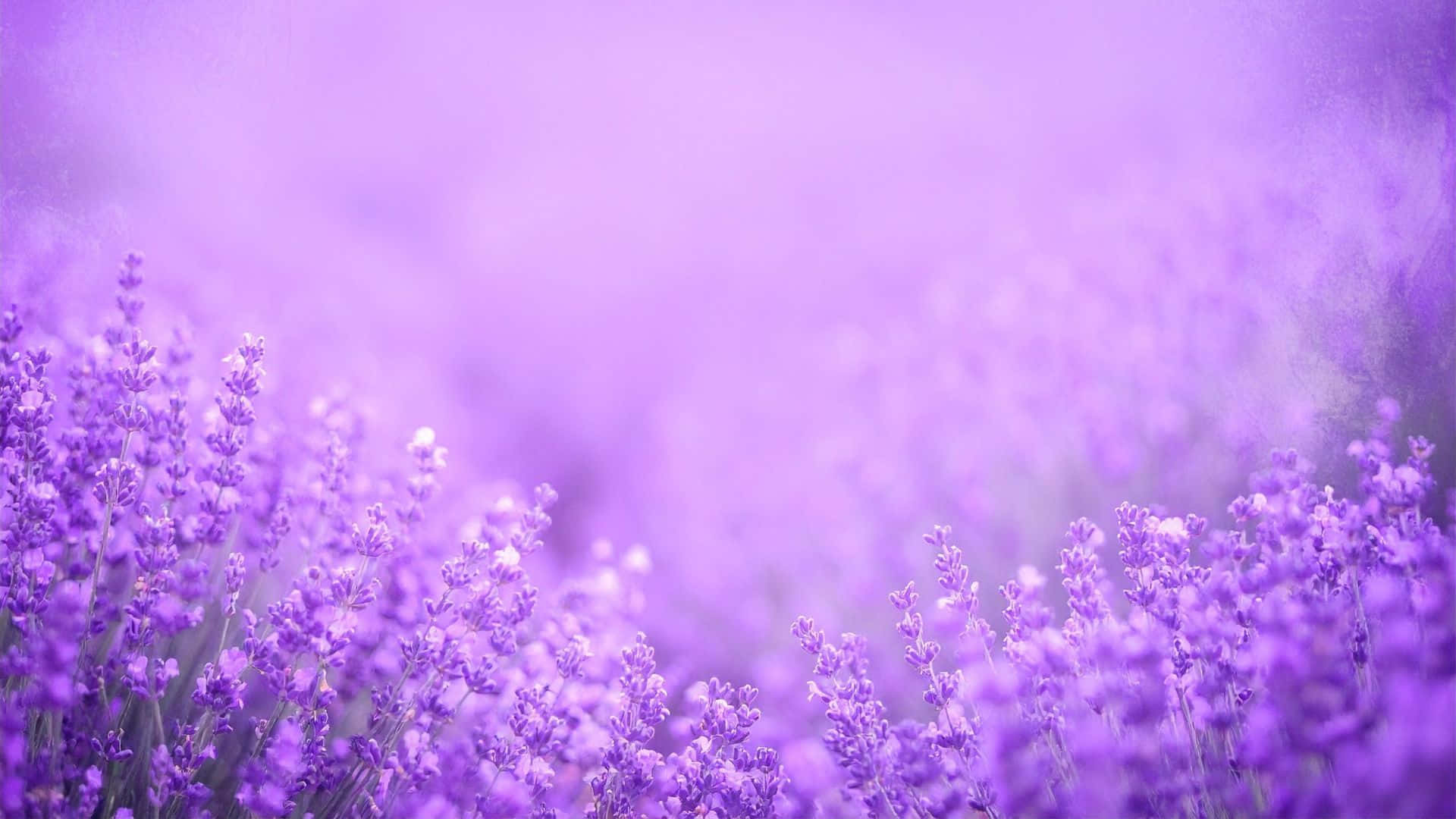 Purple Floral Field, lavender blooms, softly blurred background, Full HD Desktop Wallpaper