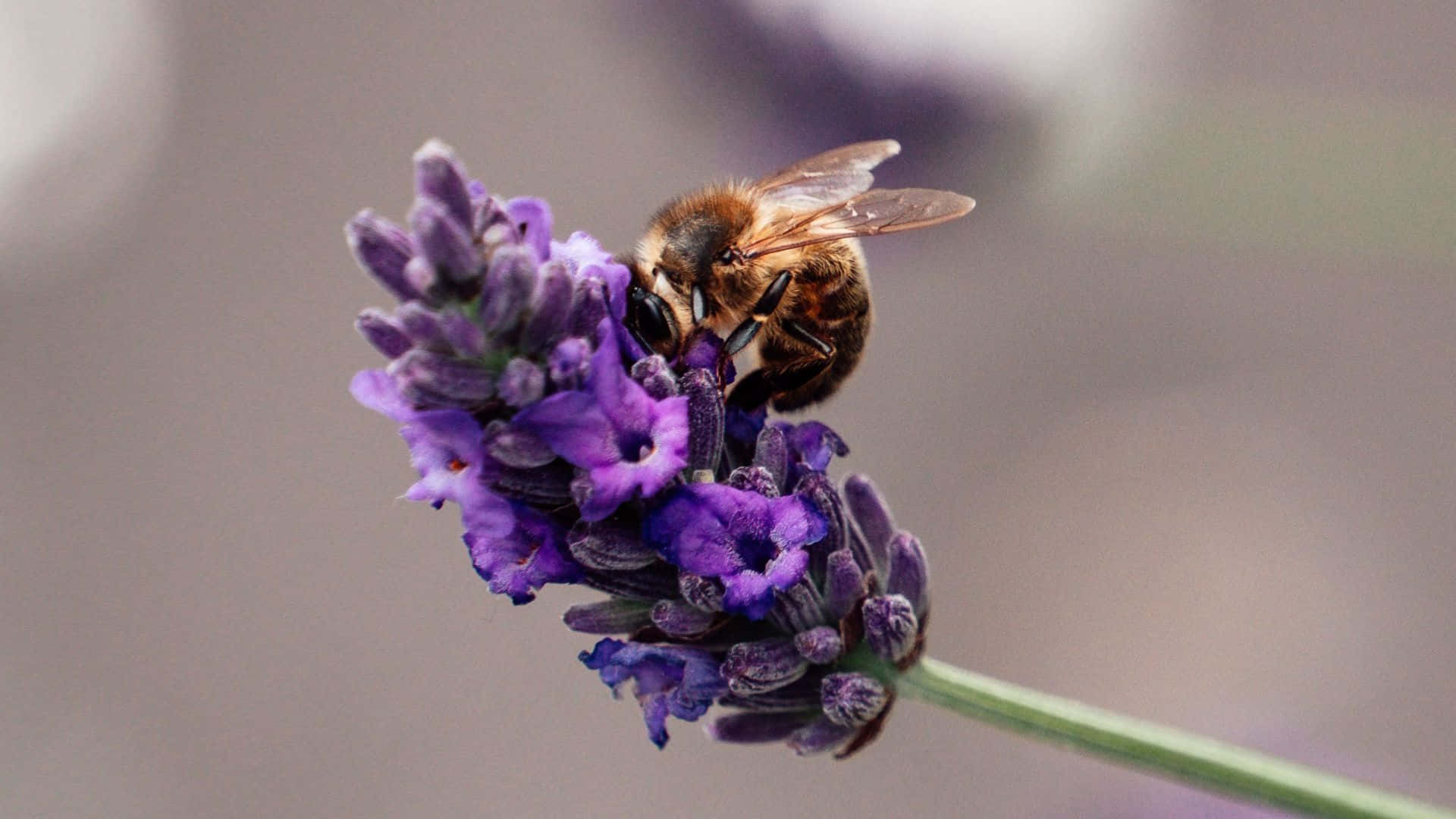 bee, purple lavender, translucent wings, Full HD Desktop Wallpaper