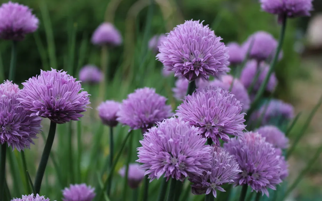 Purple Flower Desktop