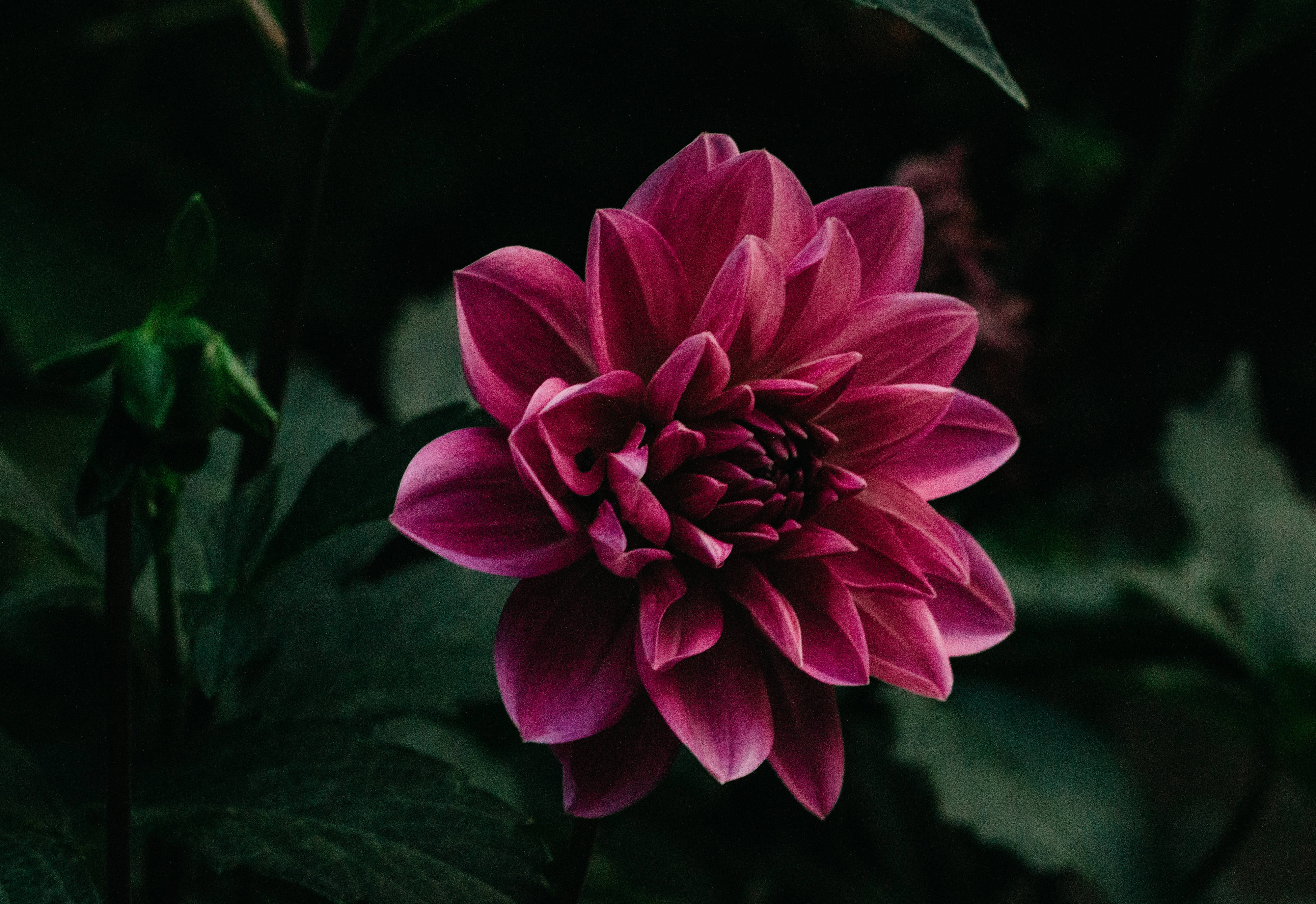 magenta dahlia, vibrant magenta, dark green foliage, 4K Desktop Wallpaper