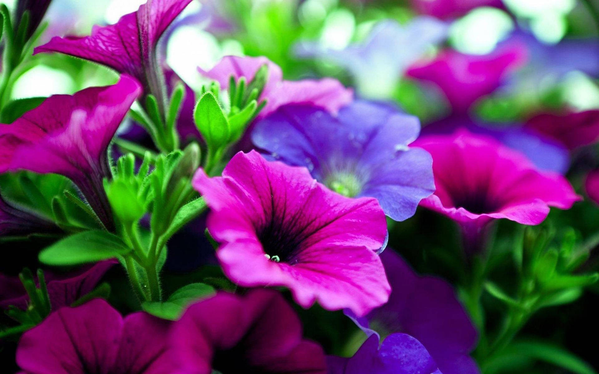 Purple Flower Desktop, magenta, purple, Full HD Desktop Wallpaper