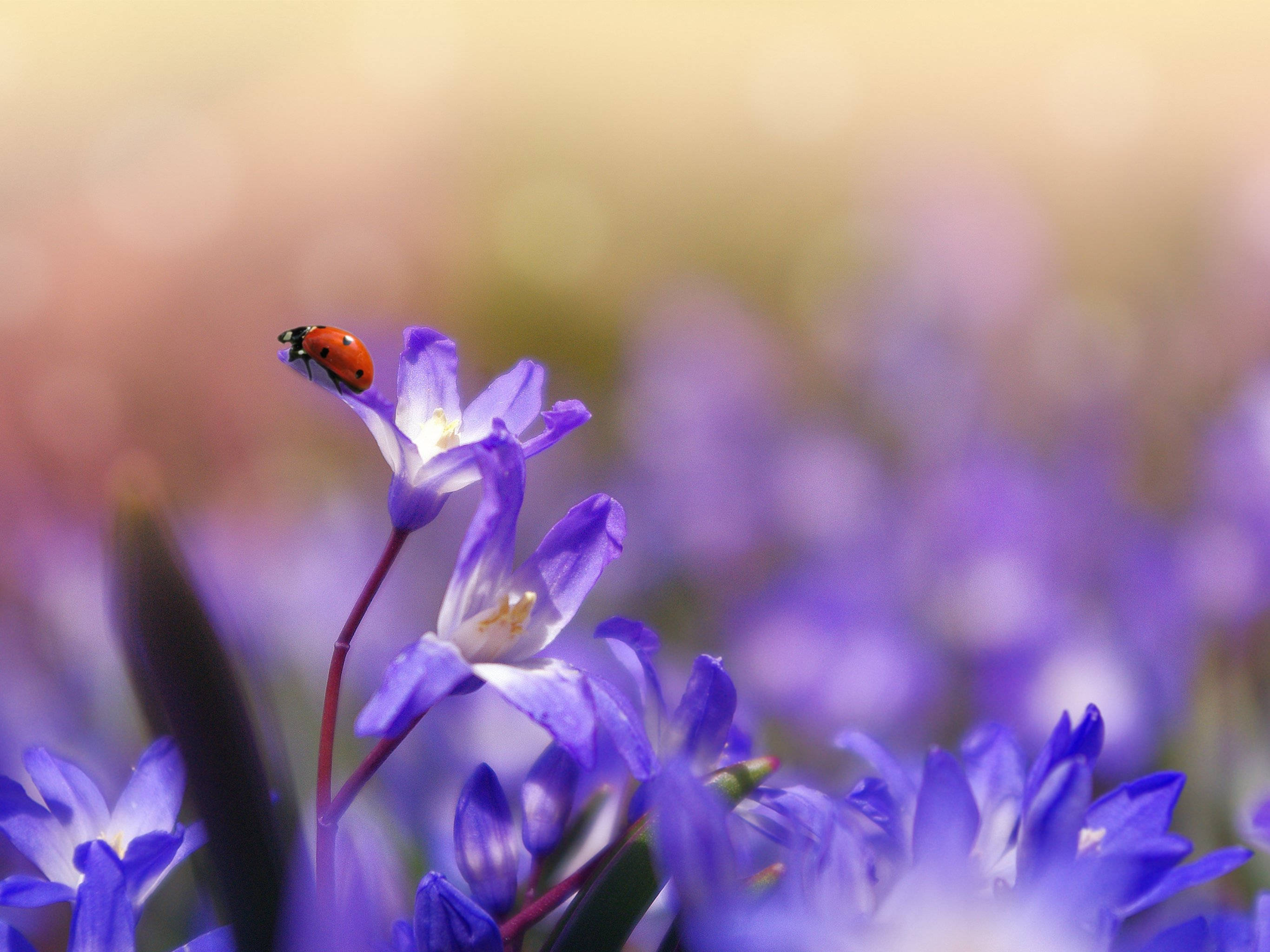 ladybug, purple flower, soft blurred field of blossoms, 2K Desktop Wallpaper