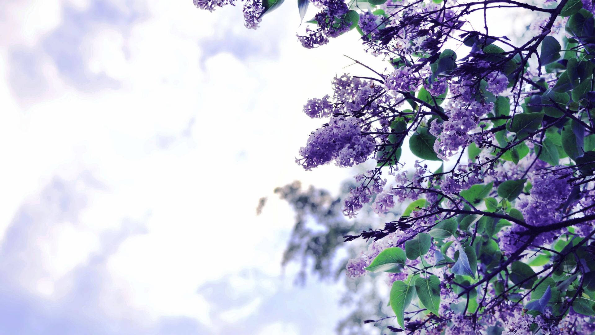 Purple lilac blossoms, green leaves, bright cloudy sky, Full HD Desktop Wallpaper