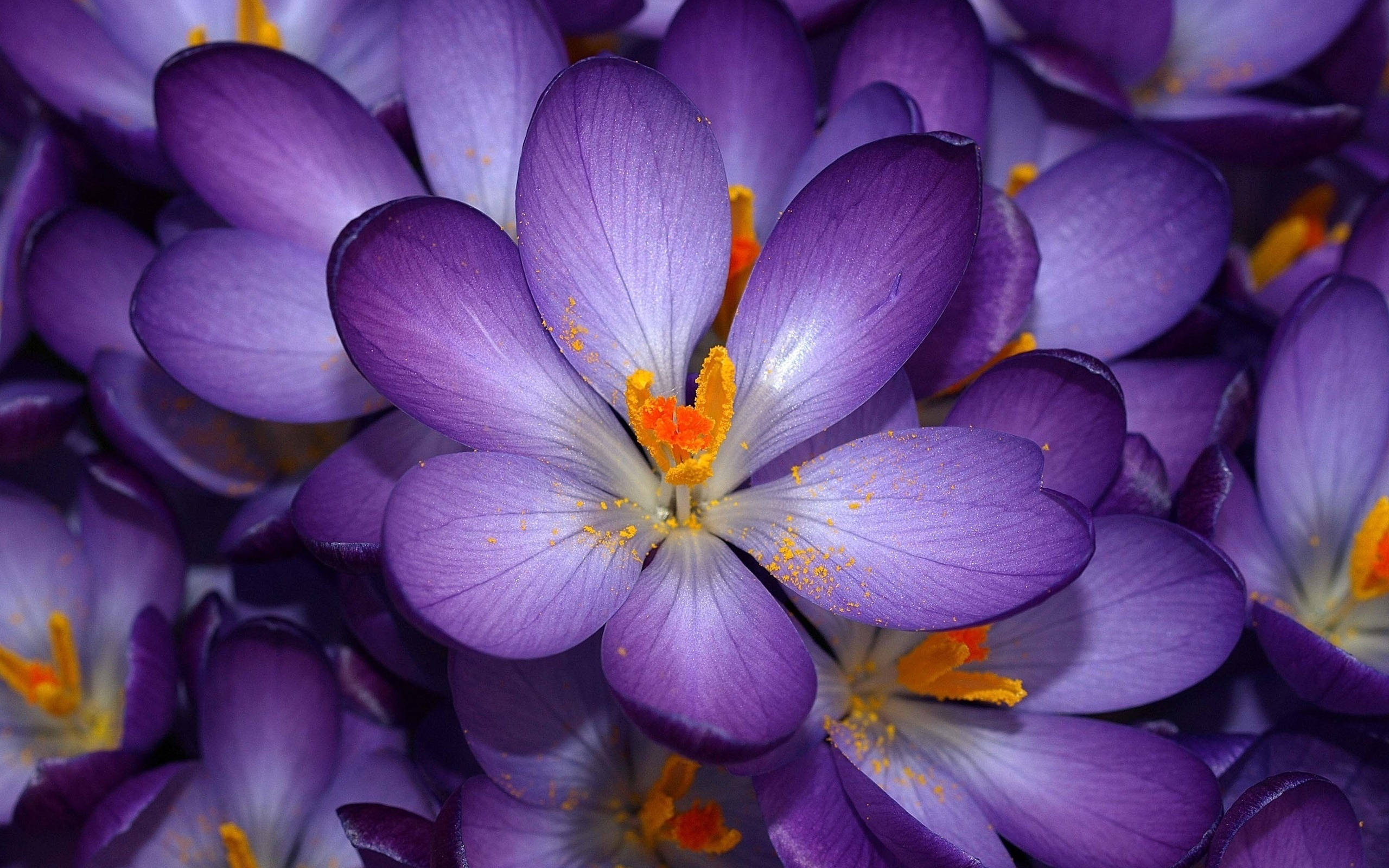 purple crocus flowers, bright orange stamens, close-up, 2K Desktop Wallpaper