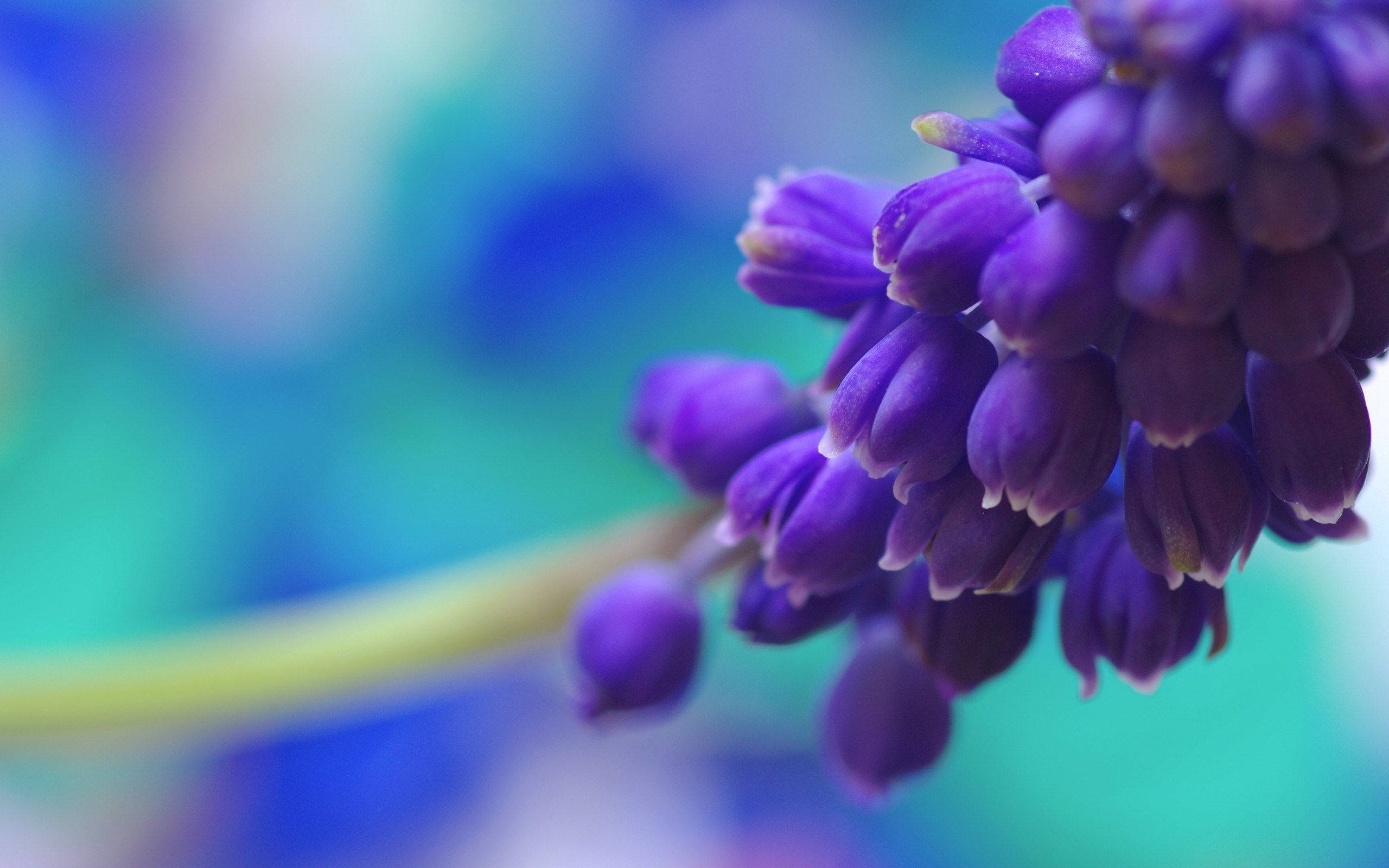 purple grape hyacinth, vibrant purple, soft blue green bokeh background, 2K Desktop Wallpaper