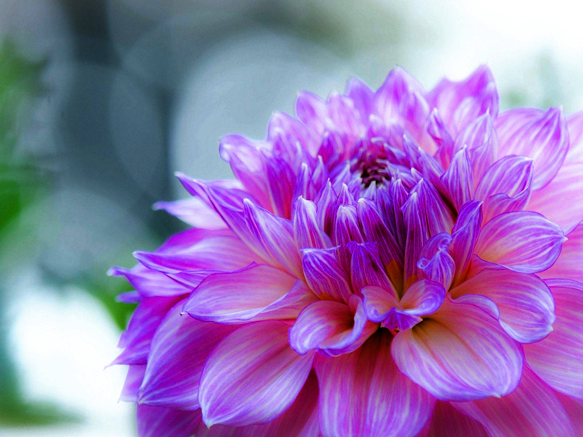 purple flower desktop, dahlia flower, vibrant purple, Full HD Desktop Wallpaper