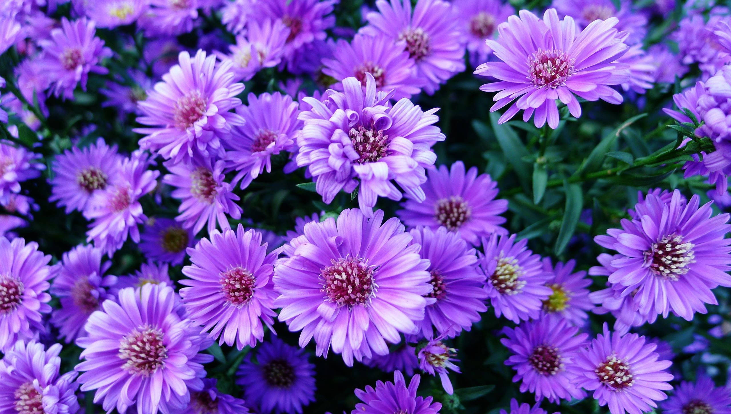purple flower, aster flowers, vibrant purple, Full HD Desktop Wallpaper