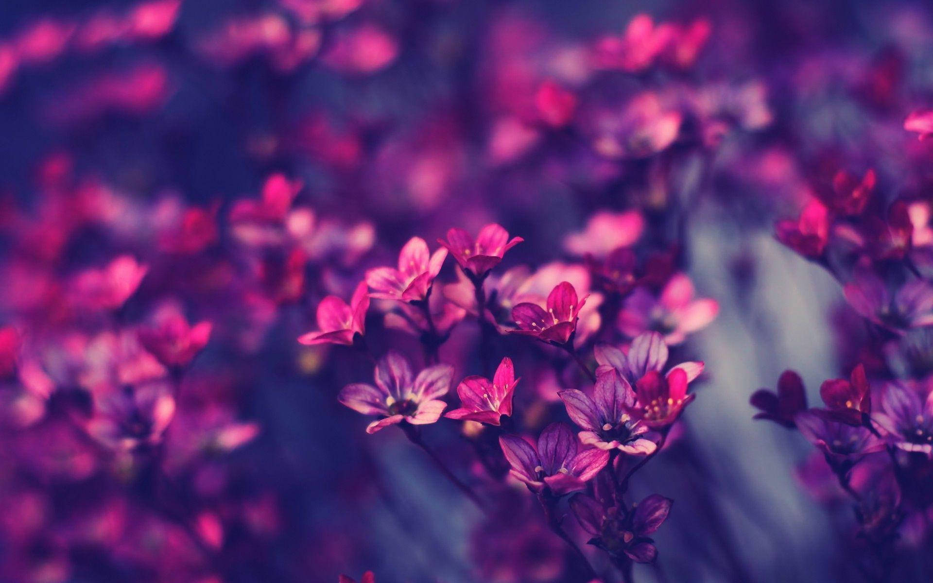 Purple Flower Desktop, vibrant pink and purple flowers, dreamy blurred background, Full HD Desktop Wallpaper