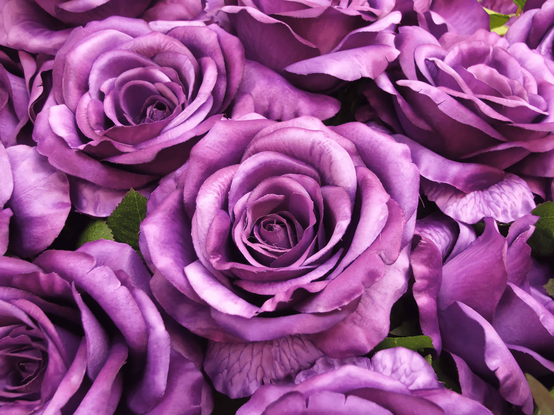 purple flower desktop, rose purple flower desktop, purple roses, Full HD Desktop Wallpaper