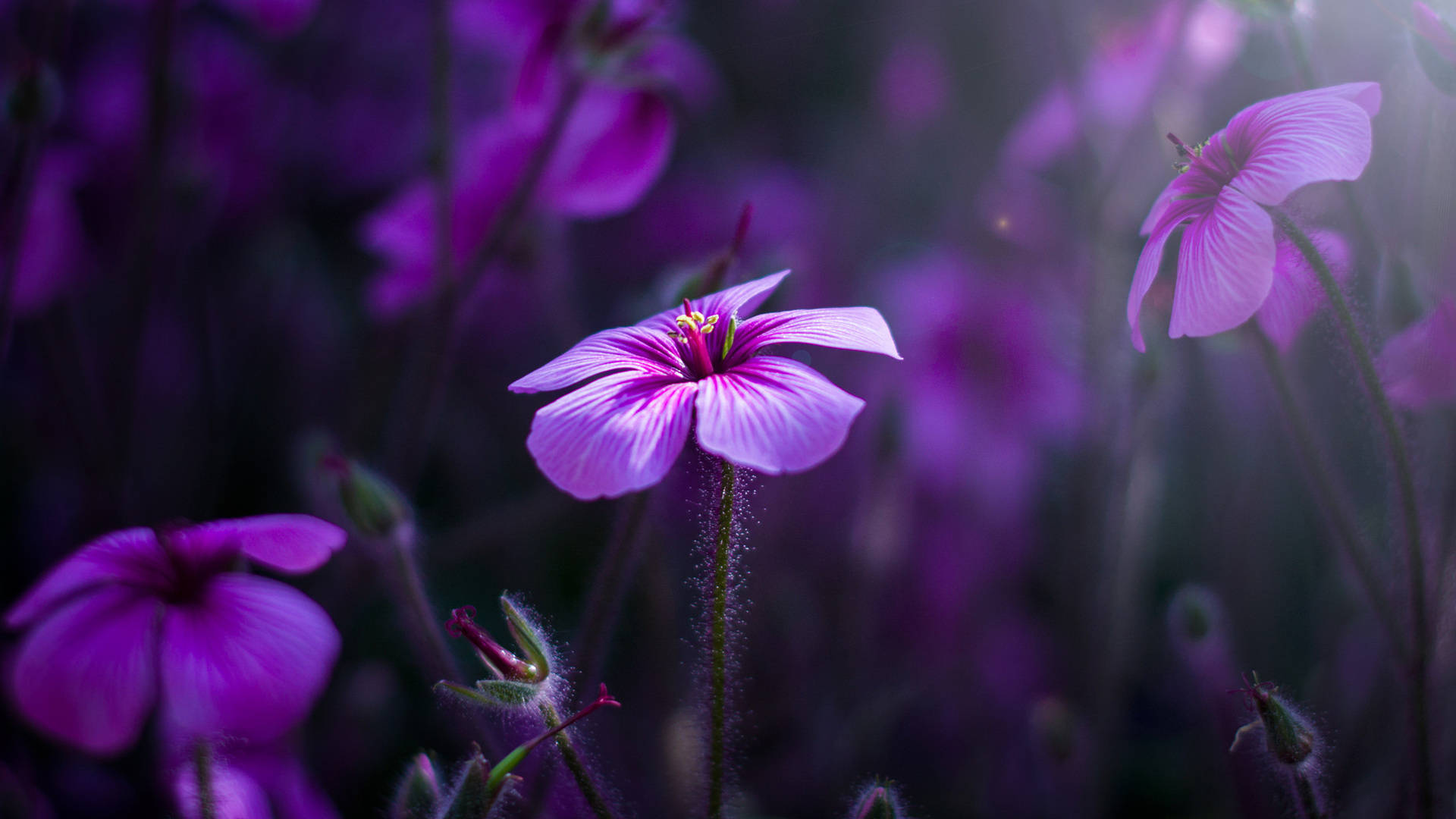 Purple Flower Desktop, vibrant purple flower, field of similar blossoms, Full HD Desktop Wallpaper
