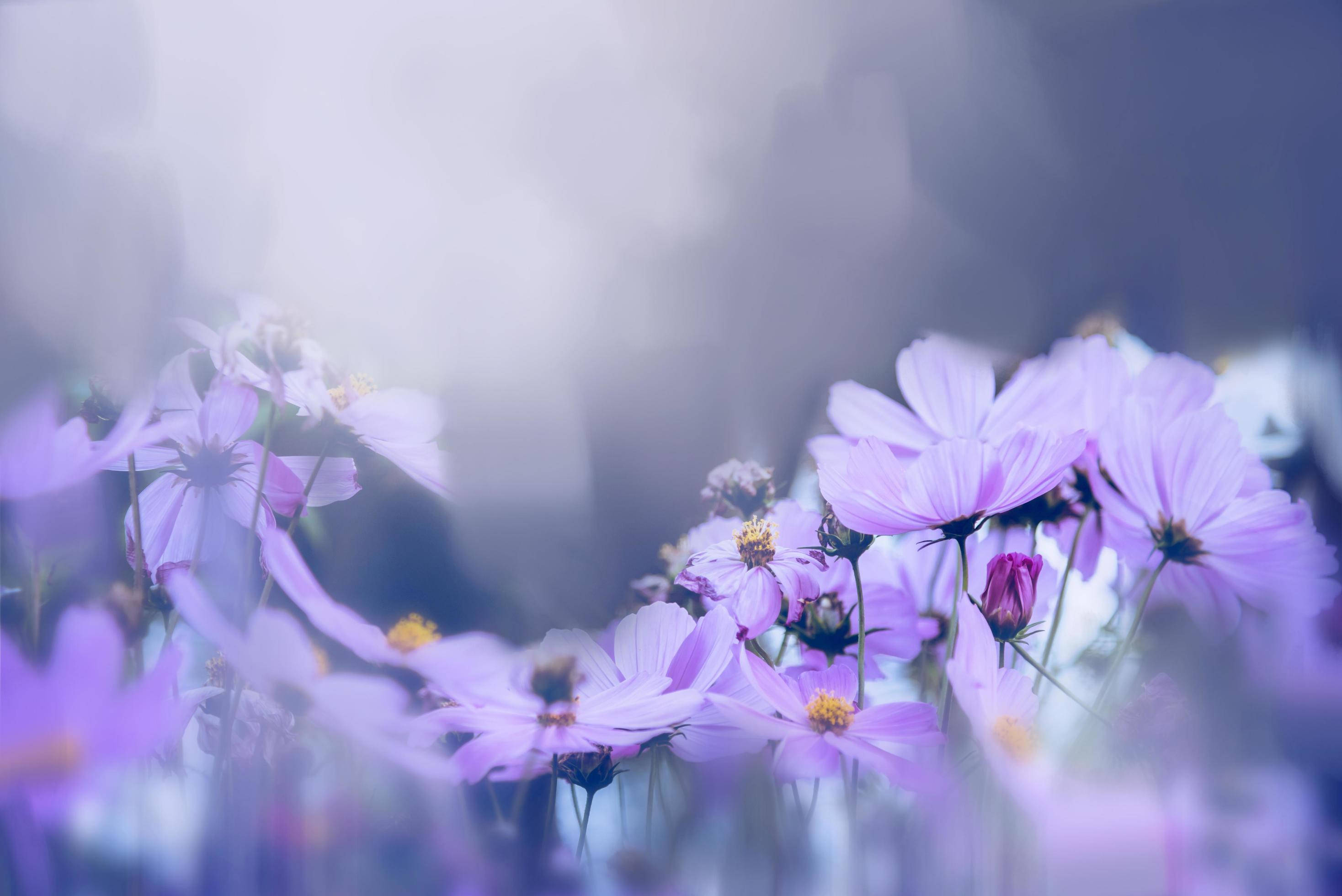 Purple Flower Desktop, soft purple cosmos flowers, dreamy hazy field, 2K Desktop Wallpaper