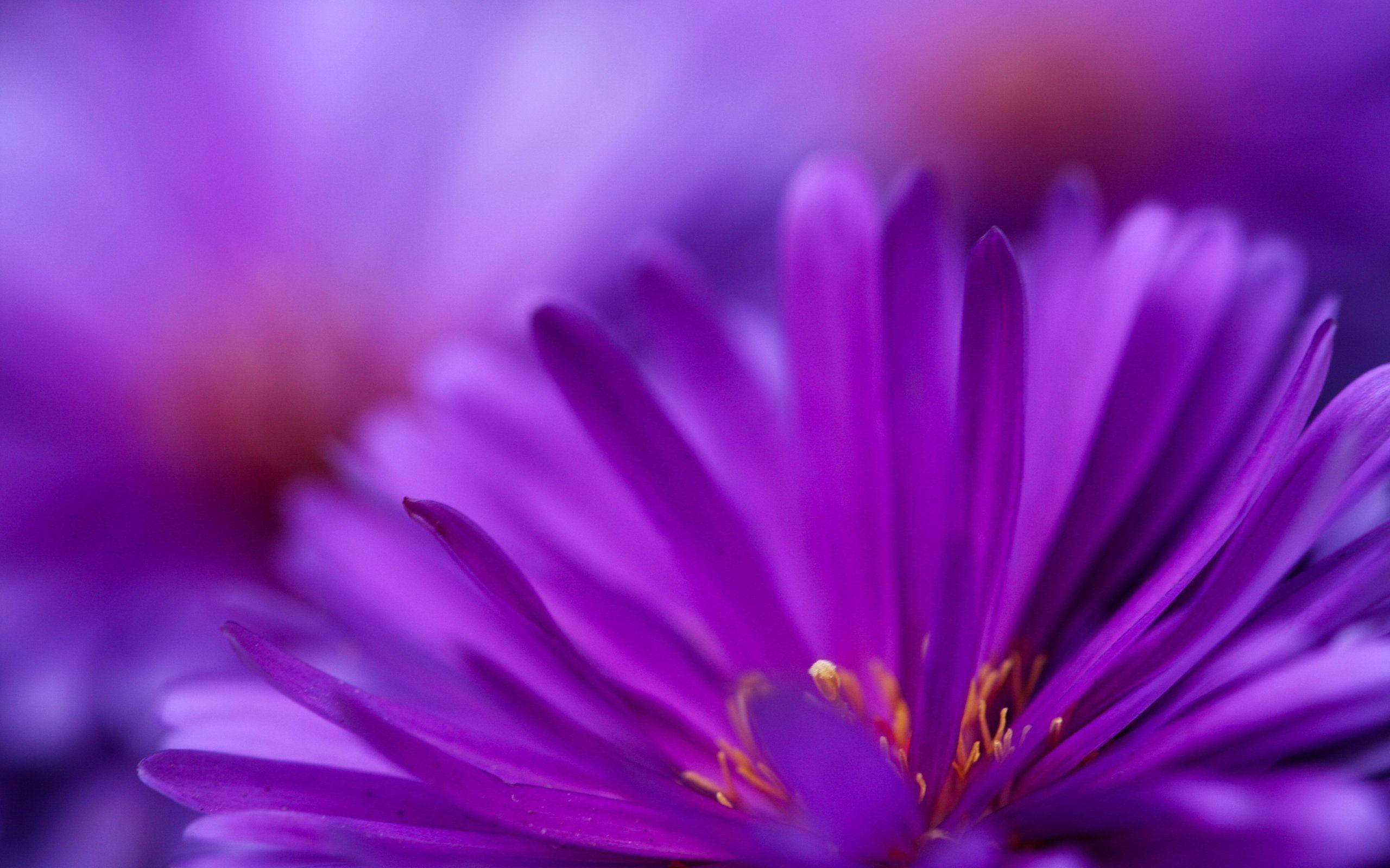 Purple Trailing Ice Plant, vivid purple flower, delicate petals, 2K Desktop Wallpaper