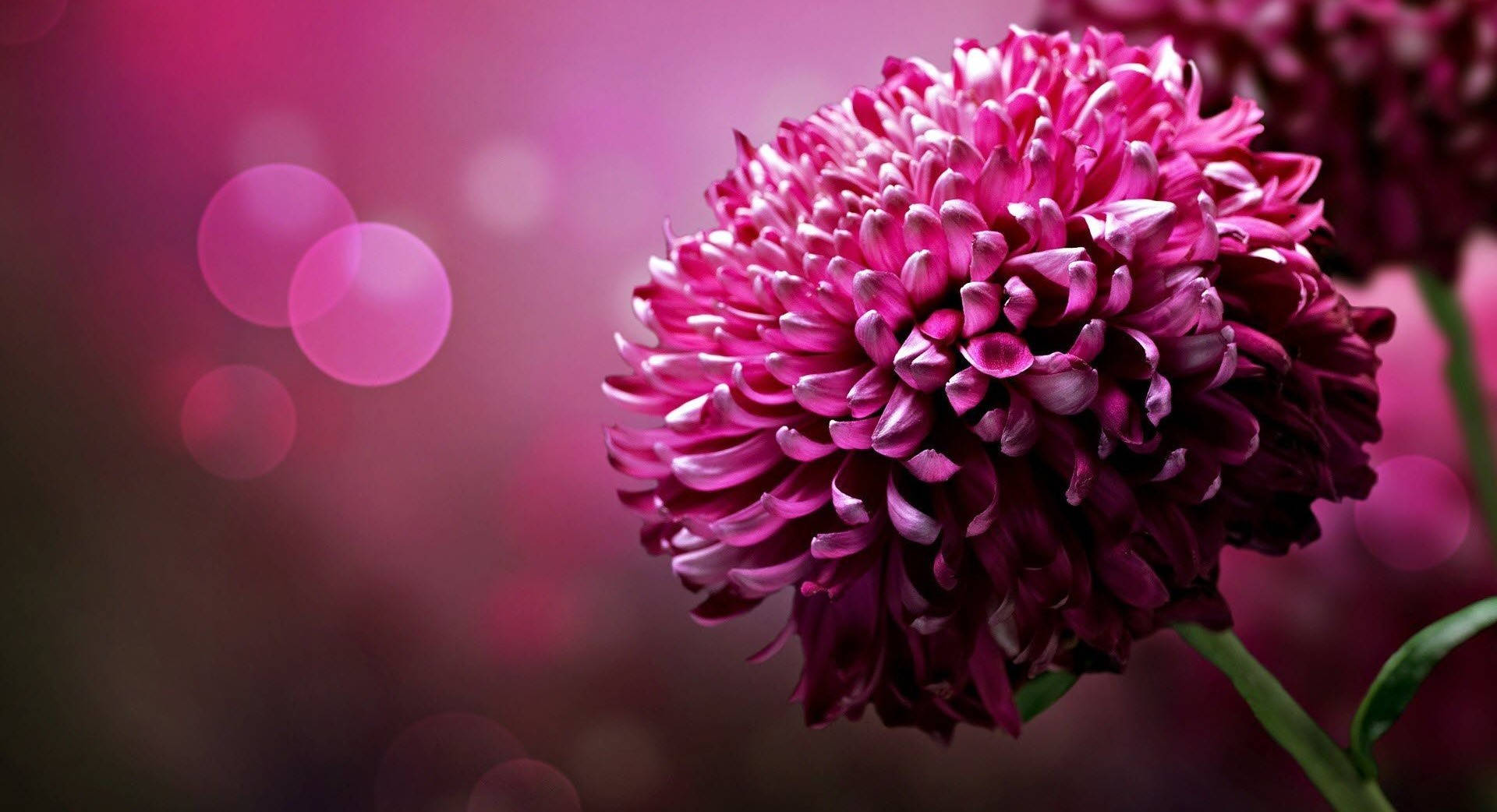 magenta chrysanthemum, soft focus, dreamy pink bokeh lights, Full HD Desktop Wallpaper