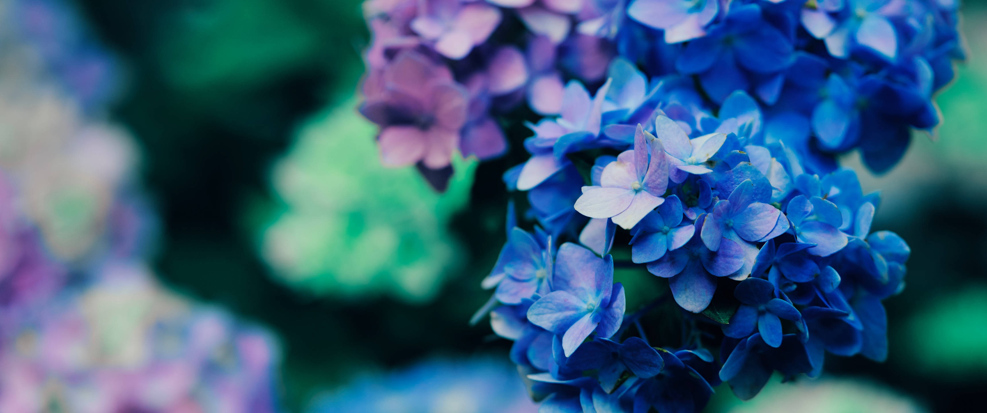purple flower, hydrangea blooms, blue and purple, 2K Desktop Wallpaper
