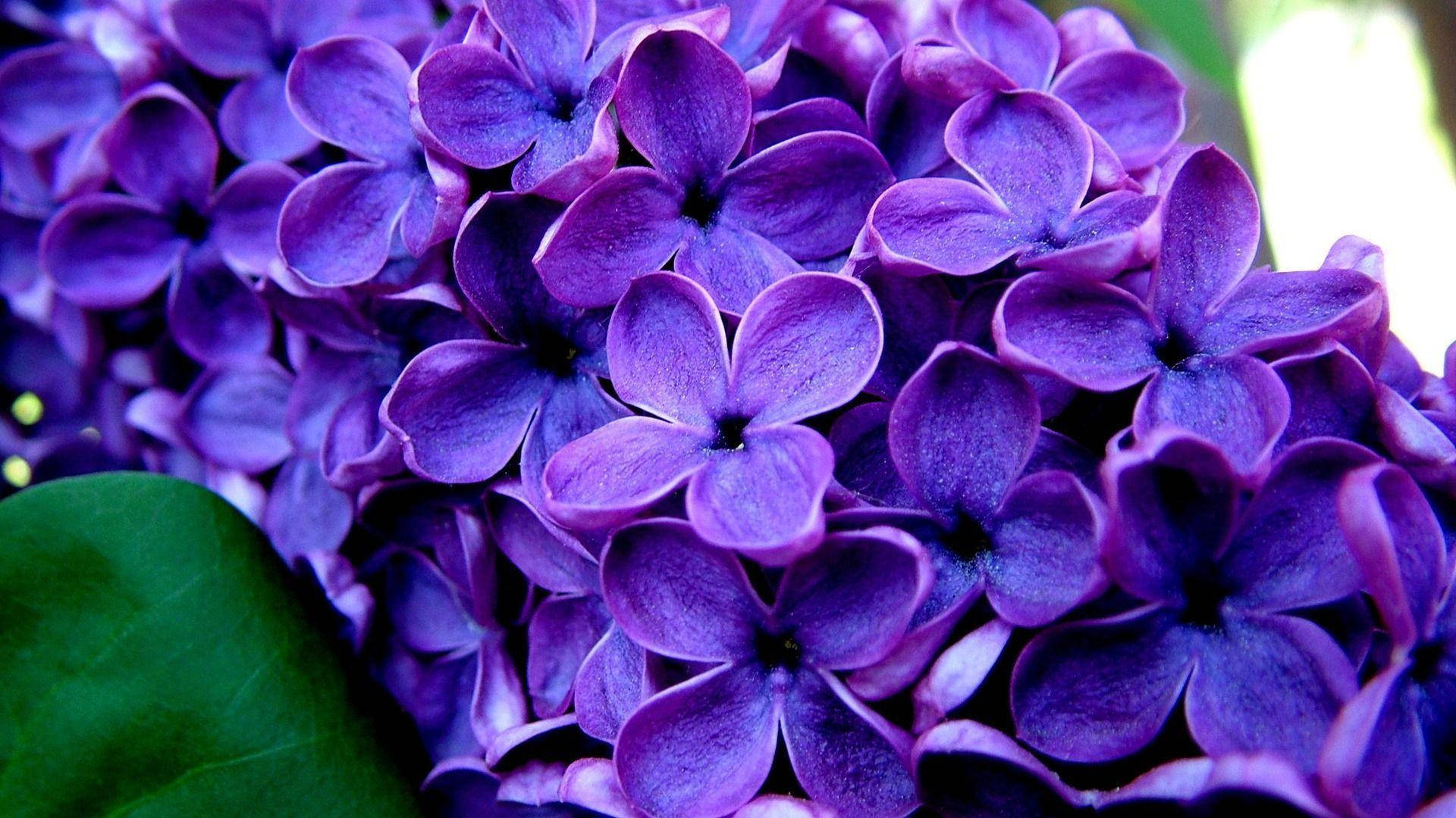 purple flower desktop, vibrant purple lilac blossoms, soft petals, Full HD Desktop Wallpaper