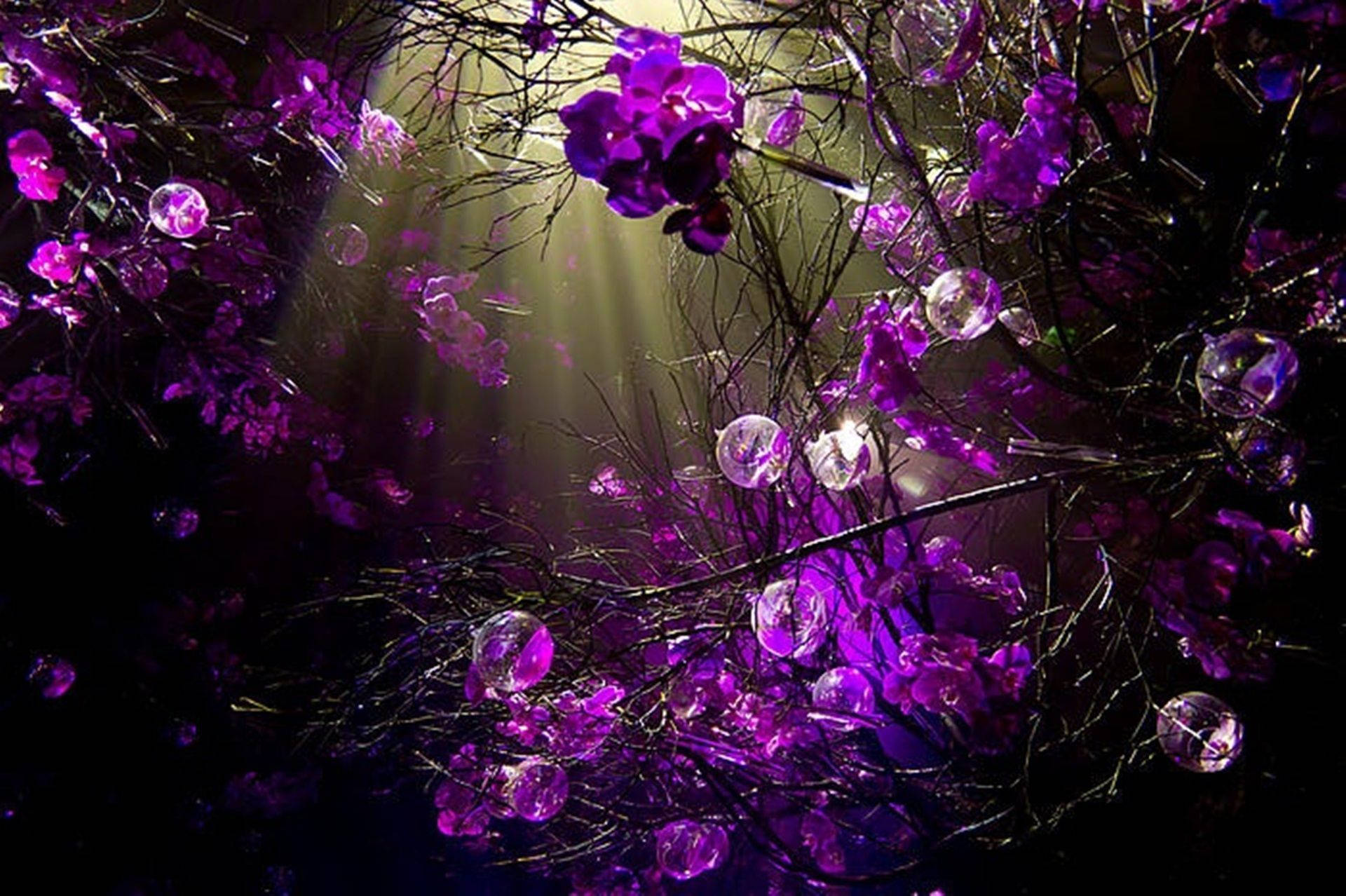 Purple Flower Desktop, vivid purple orchids, dark branches, Full HD Desktop Wallpaper