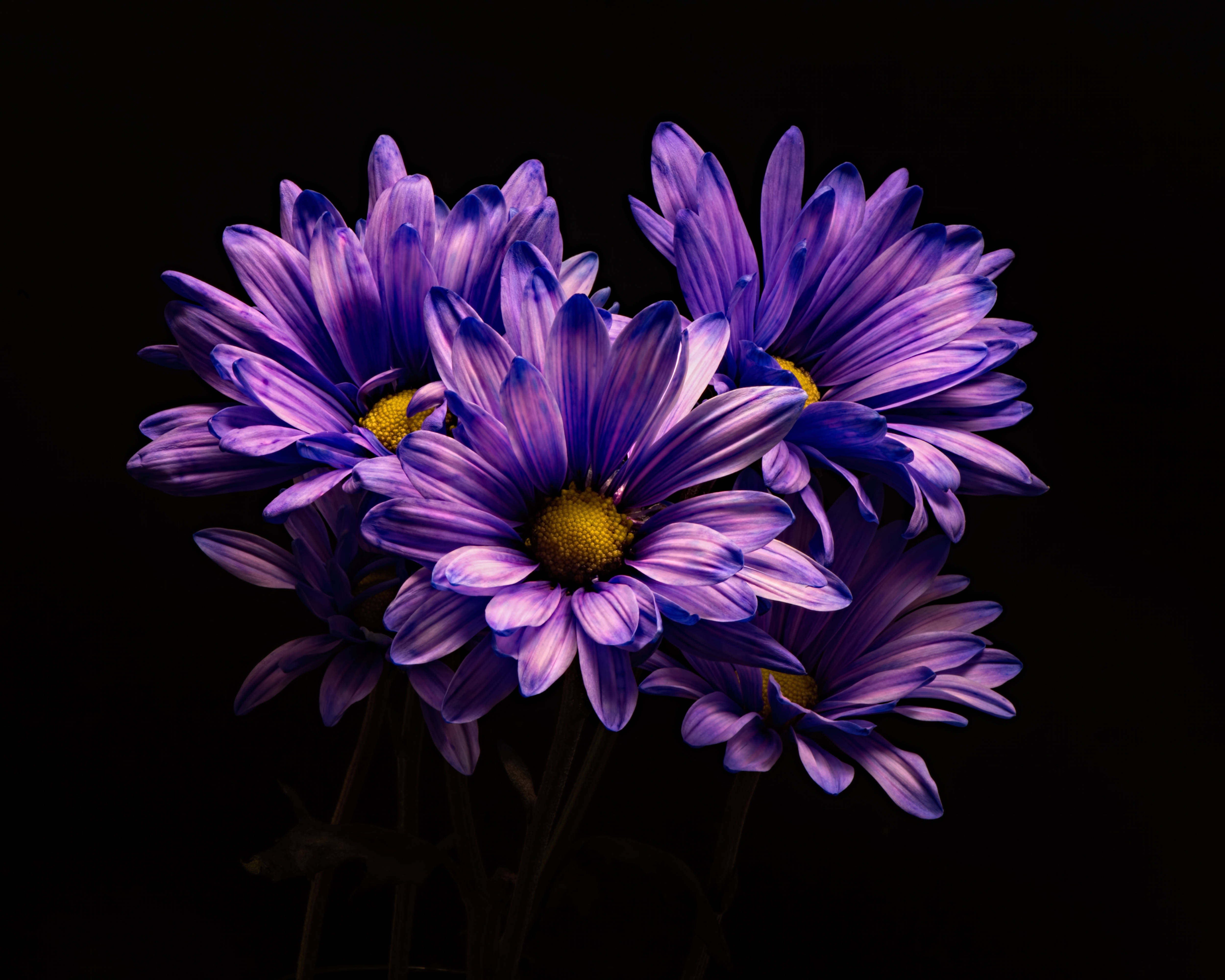 purple flower desktop, vibrant purple daisies, yellow centers, 4K Desktop Wallpaper