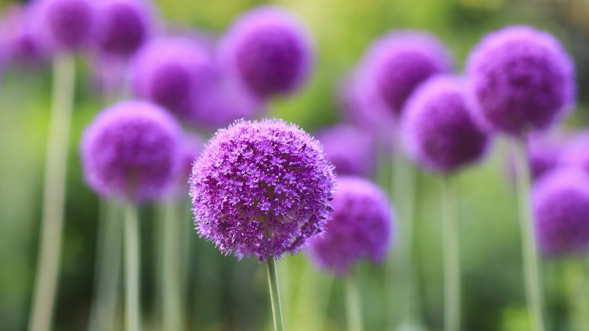 Bright Purple Flower Desktop, vibrant purple allium flower, sharp focus, Full HD Desktop Wallpaper